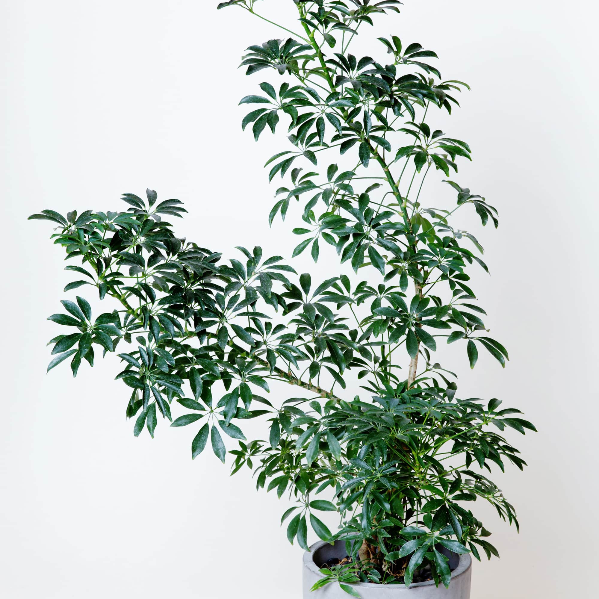Schefflera Umbrella plant 