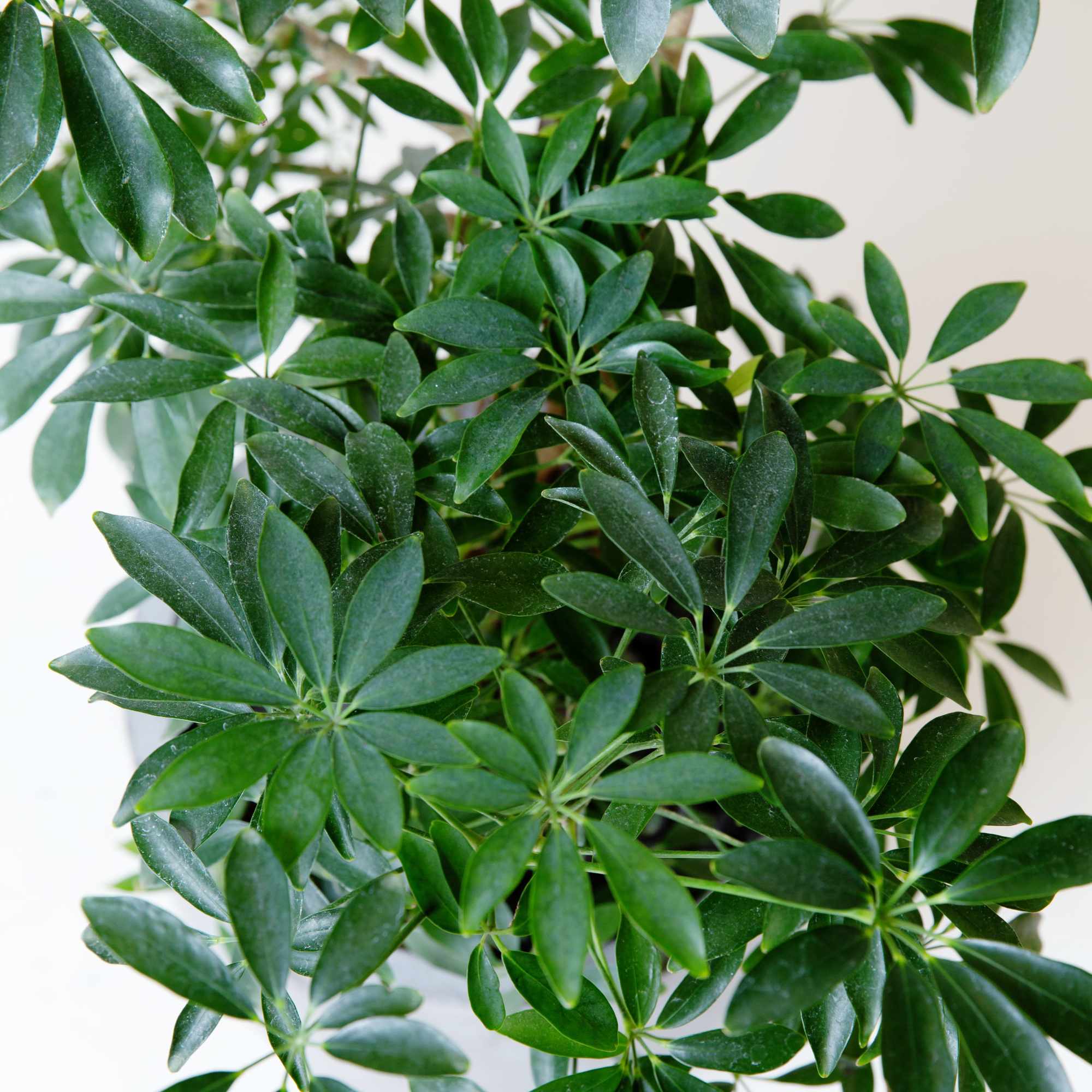 Schefflera Umbrella plant 
