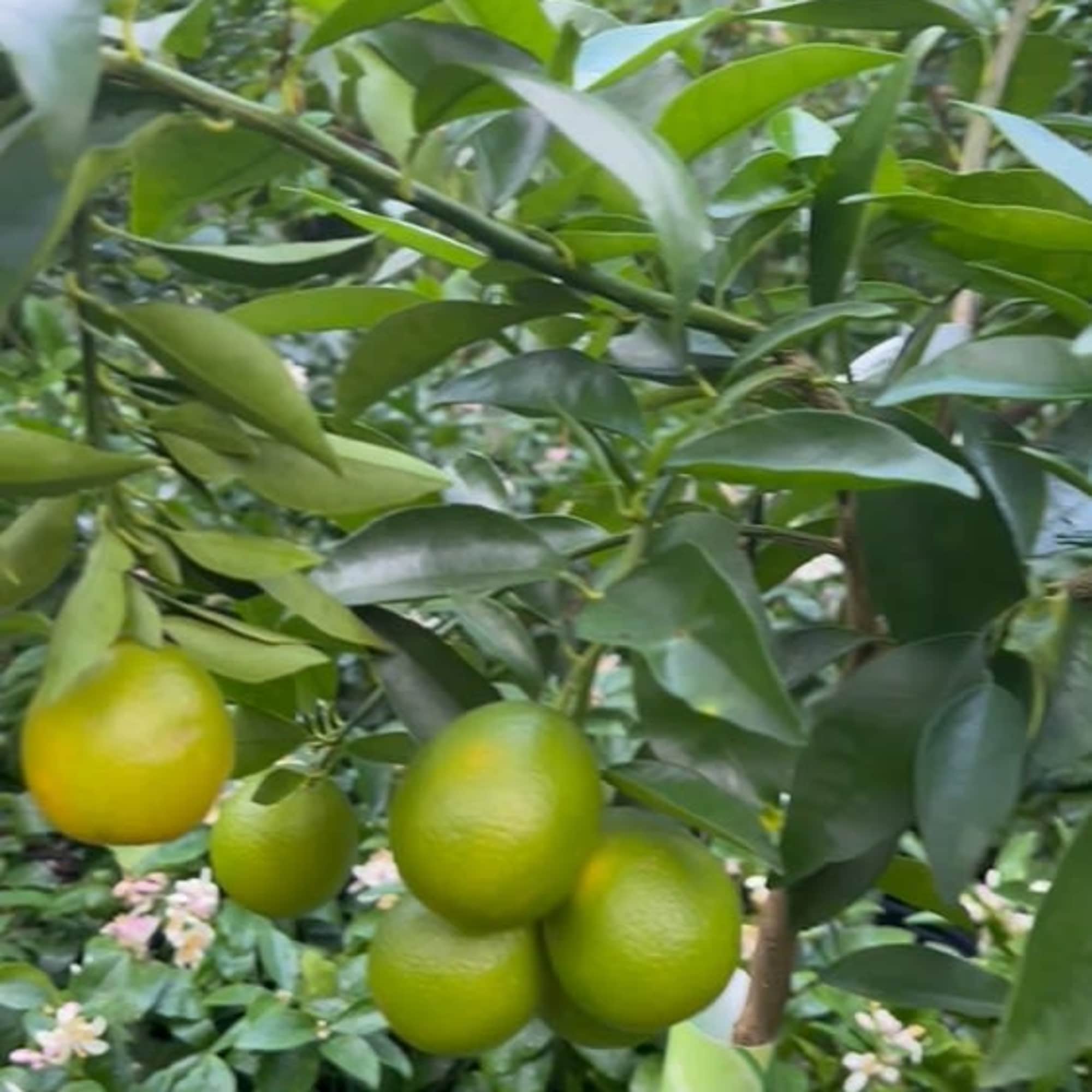 Potted citrus tree with clusters of small green and yellow fruits among glossy leaves