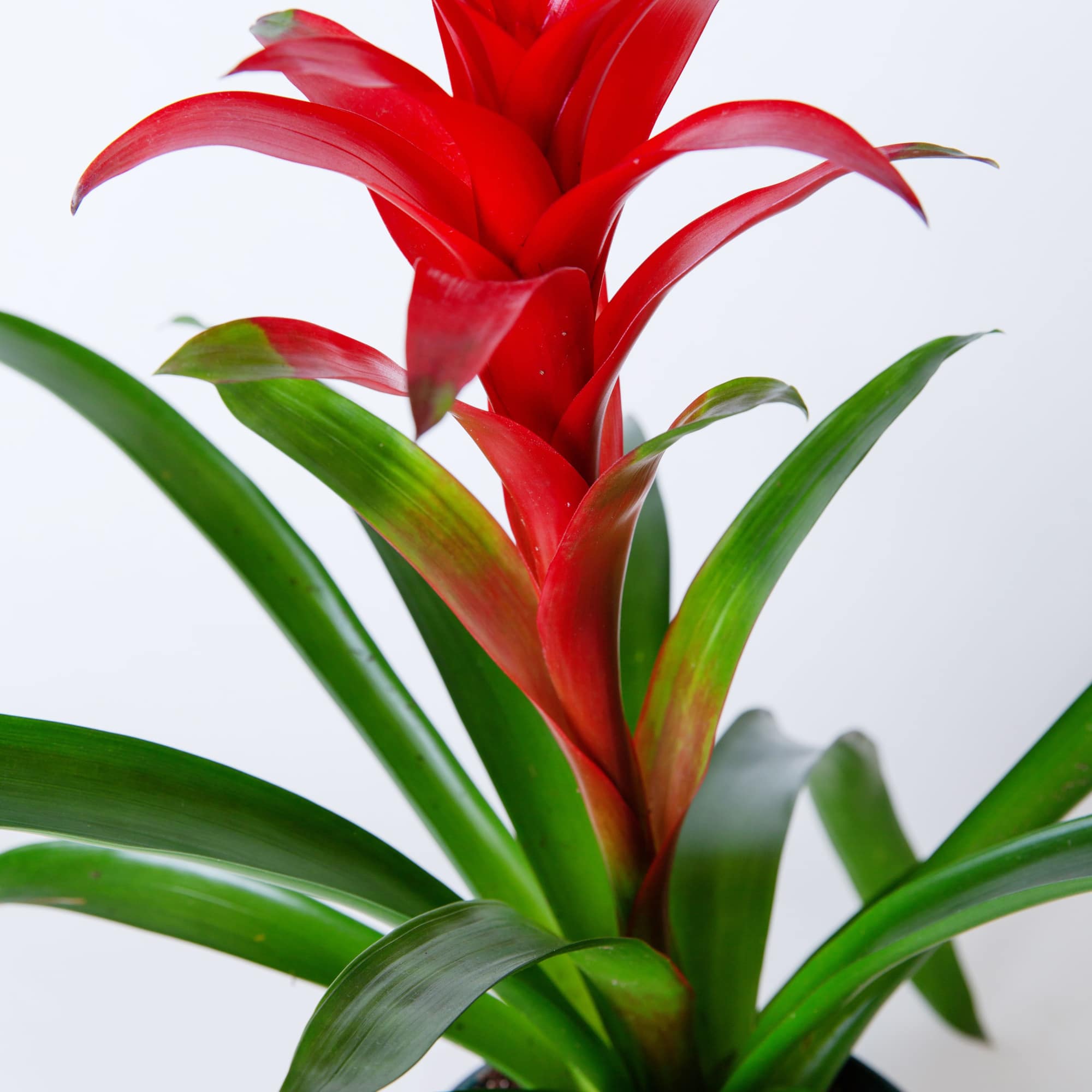 Bromeliad- easy care 6"D nursery pot