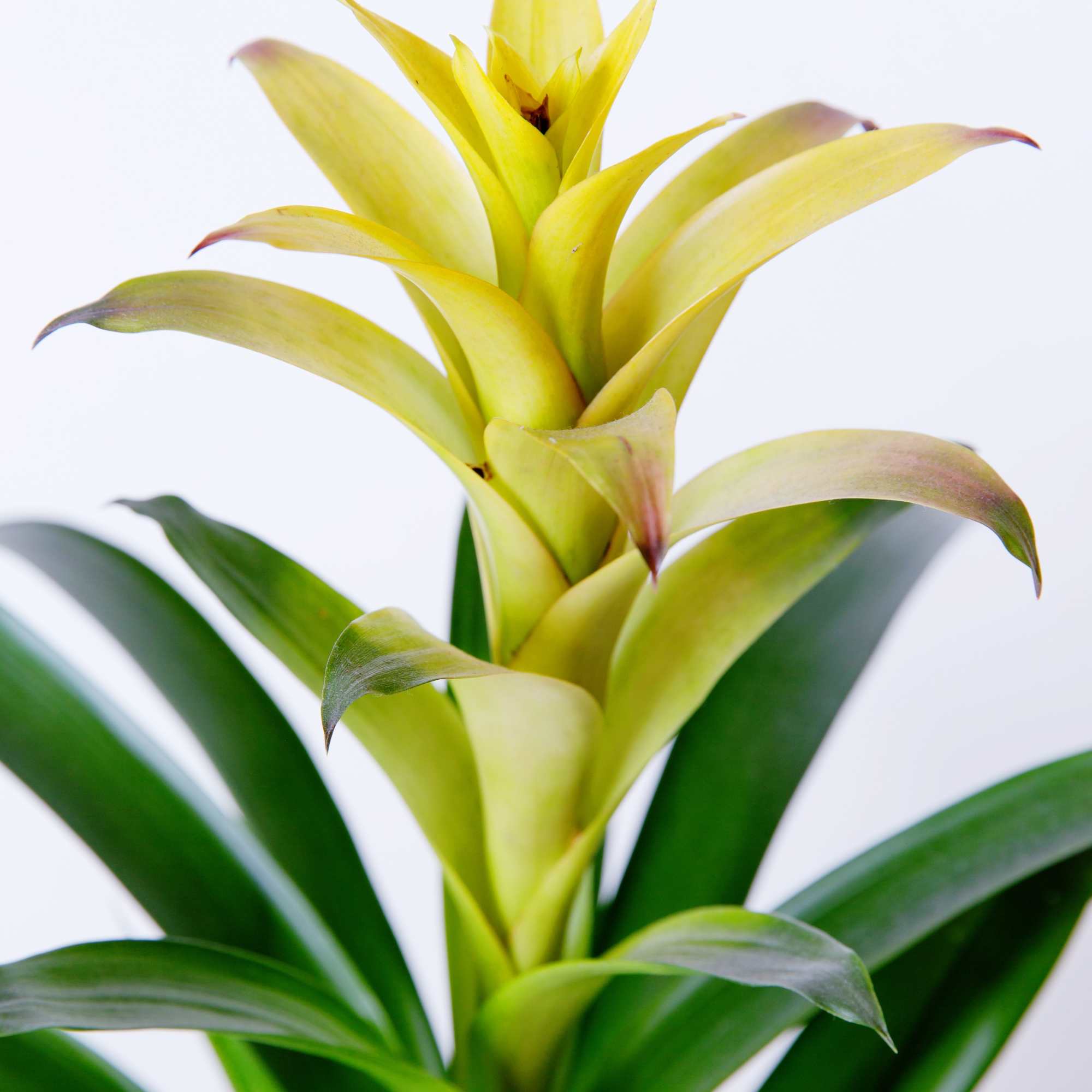 Bromeliad- easy care 6"D nursery pot