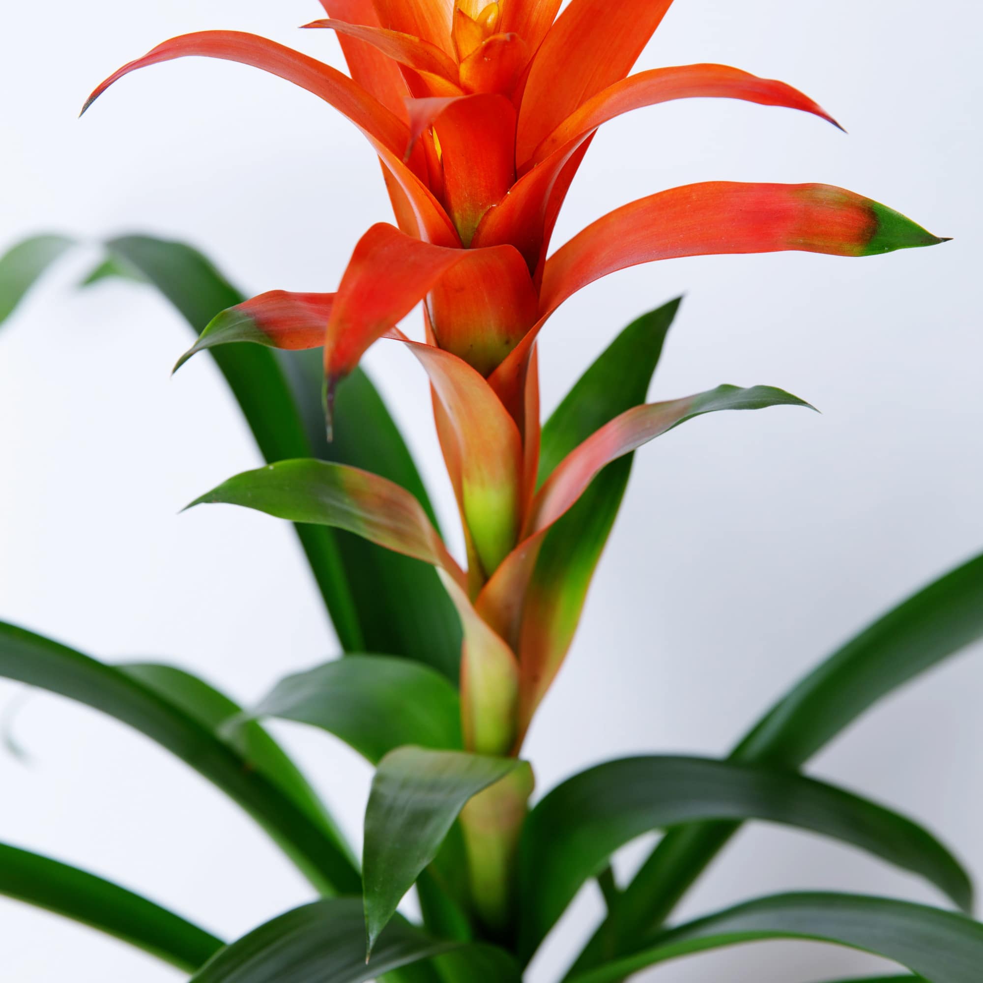 Bromeliad- easy care 6"D nursery pot