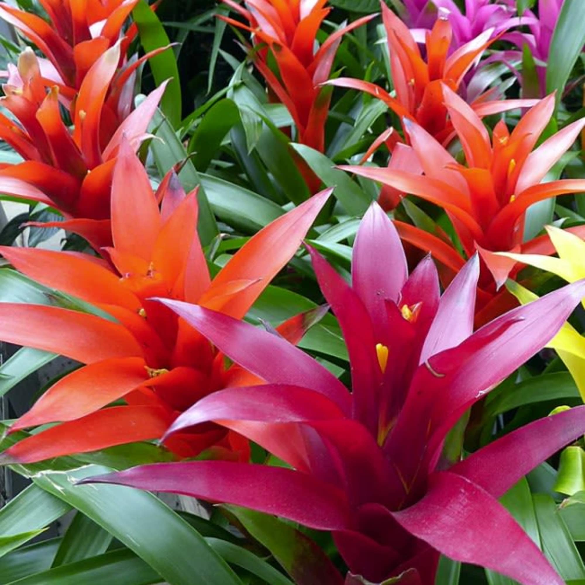 Bromeliad- easy care 6"D nursery pot
