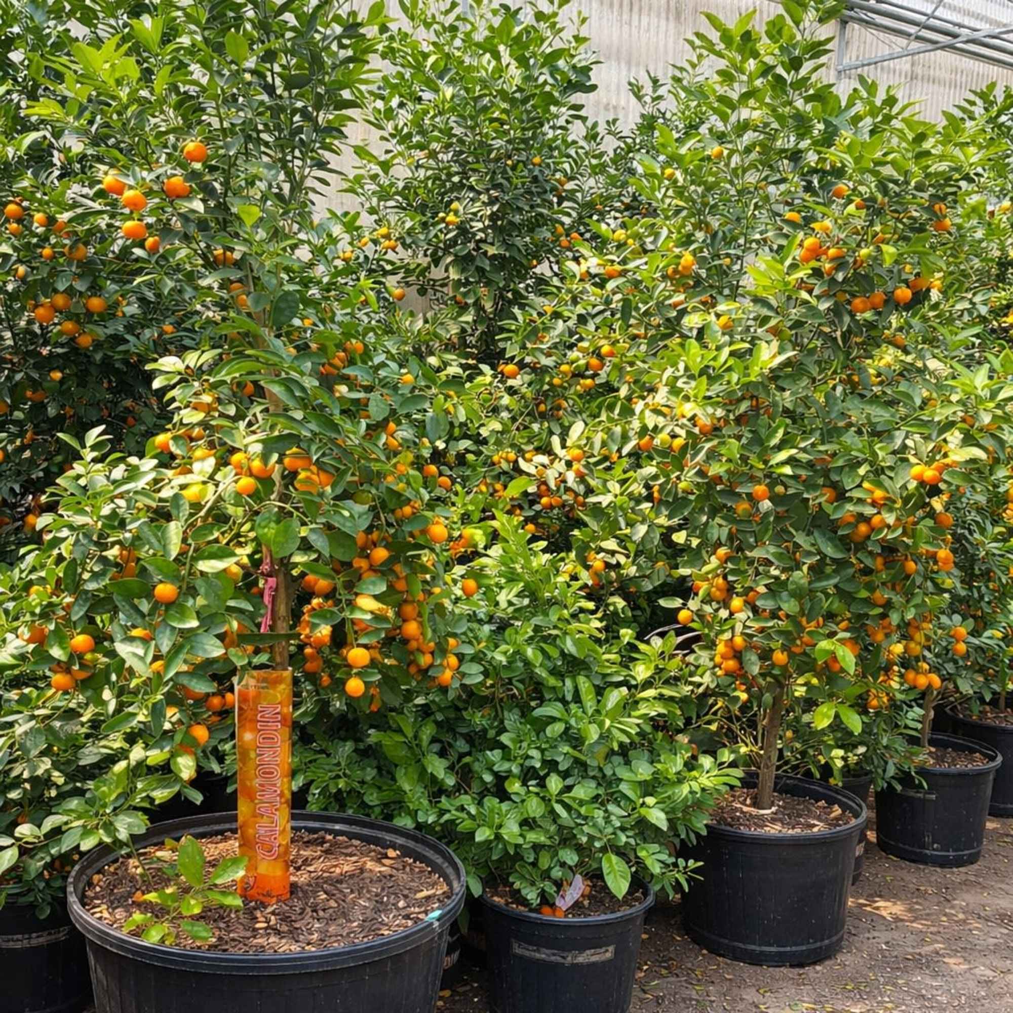 A charming calamondin citrus tree featuring glossy green foliage and vibrant miniature