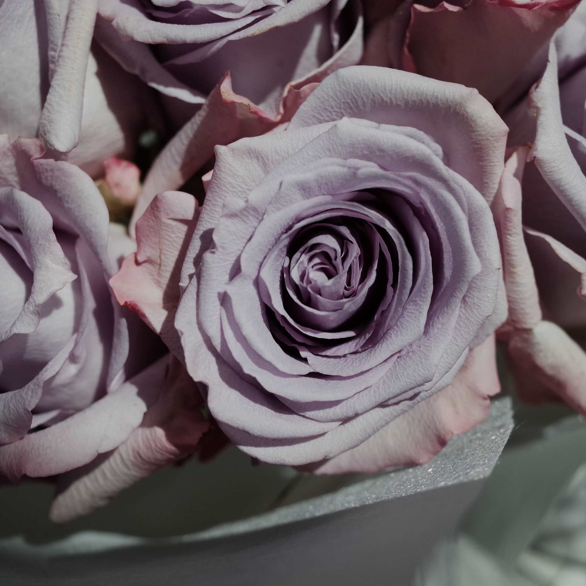 A dreamy arrangement of premium lavender roses, each bloom opening in soft