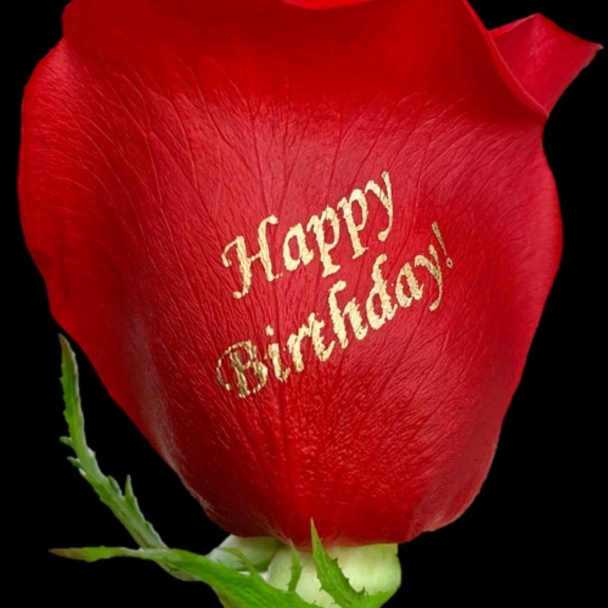 Red rose petal with "Happy Birthday!" text