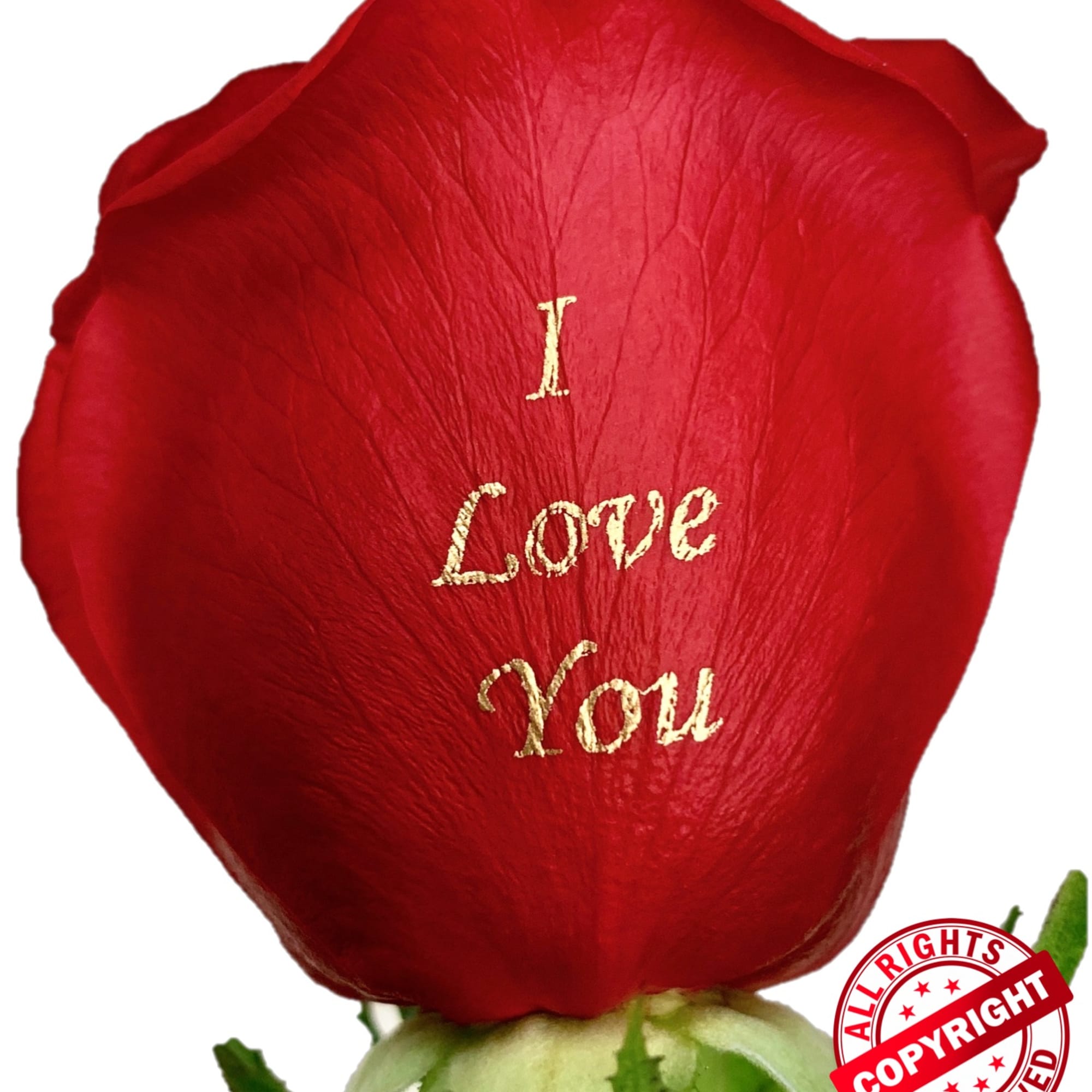 Single red rose petal with "I Love You" text
