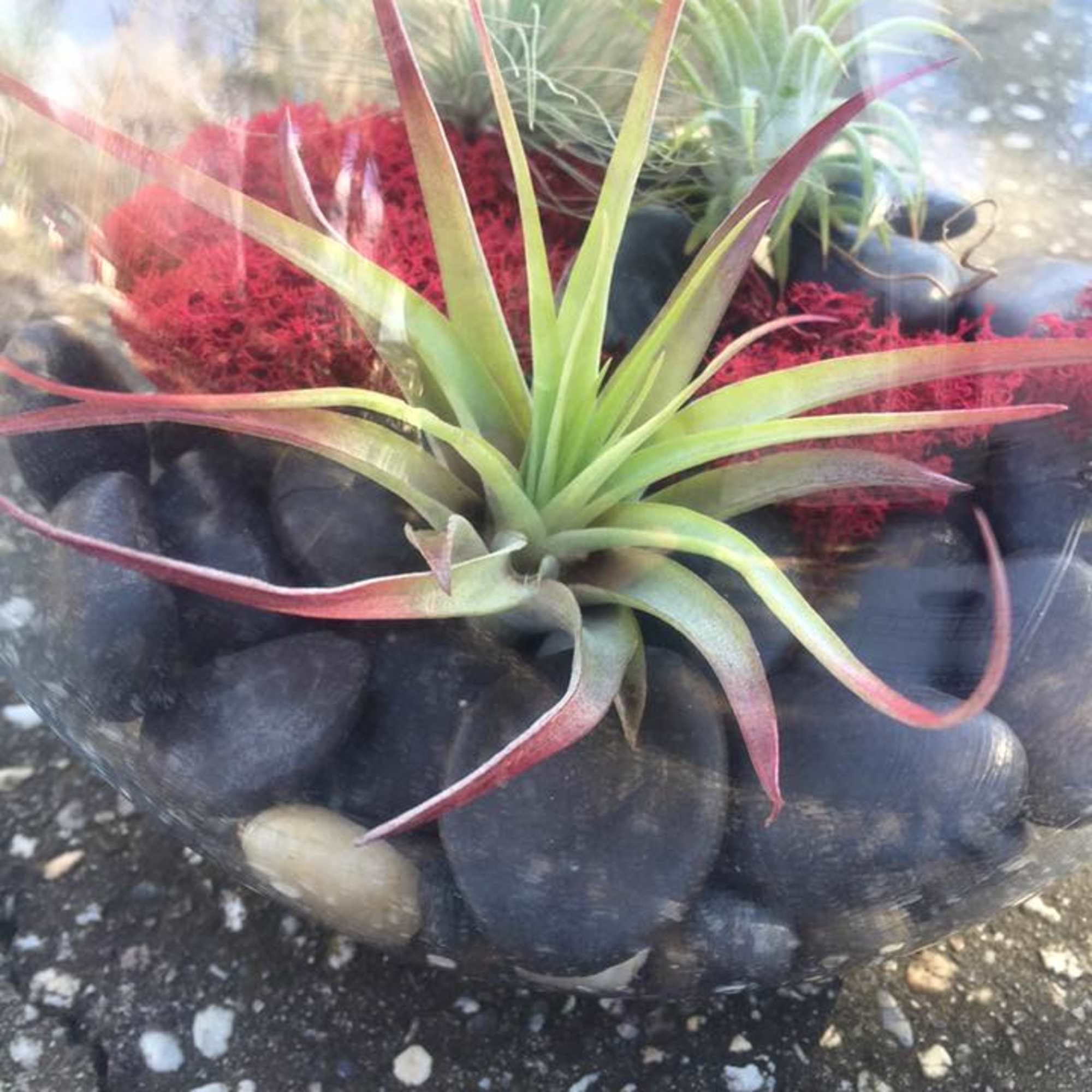 Air plants arranged in a black stone bowl with red moss
