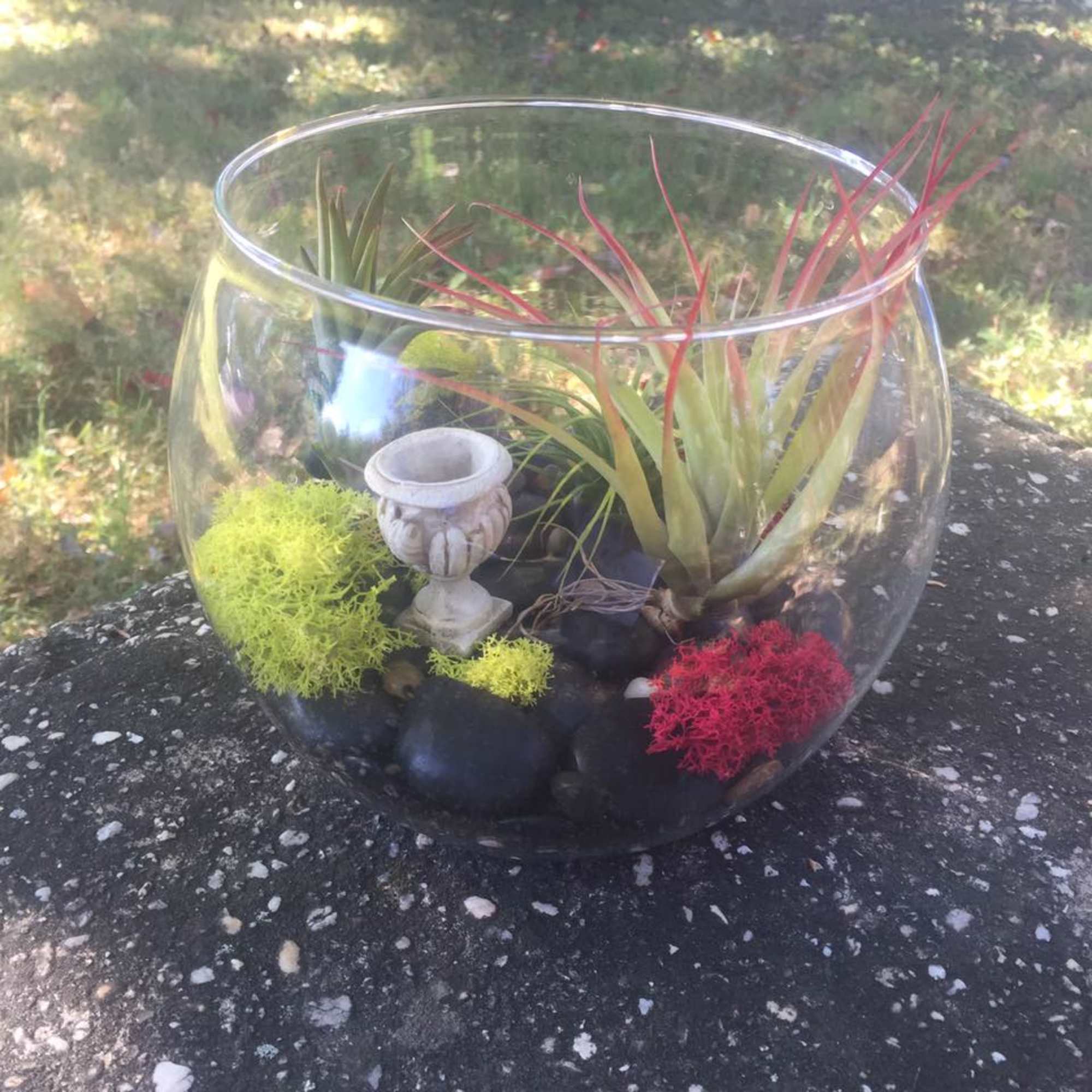 Glass bowl terrarium with air plants, moss, and small decorative stones