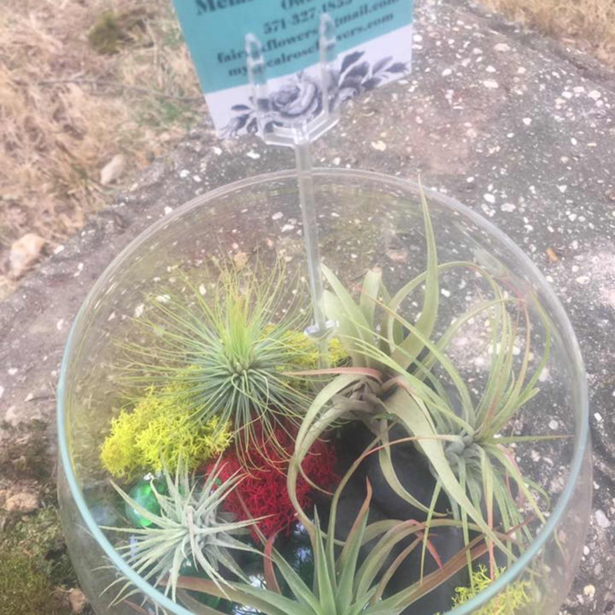 Glass terrarium with assorted air plants and colorful moss