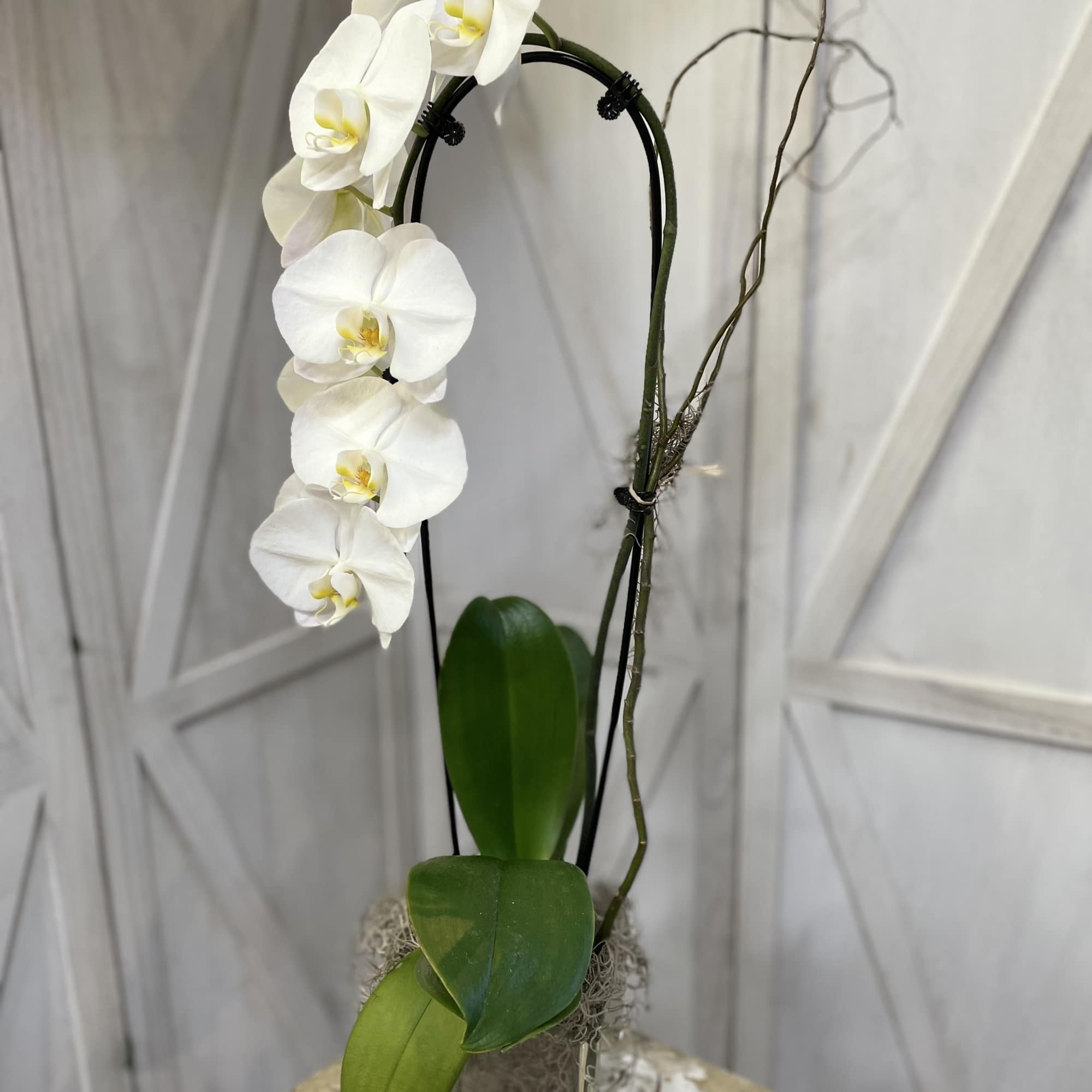White orchid arrangement in a glass vase with a curved support