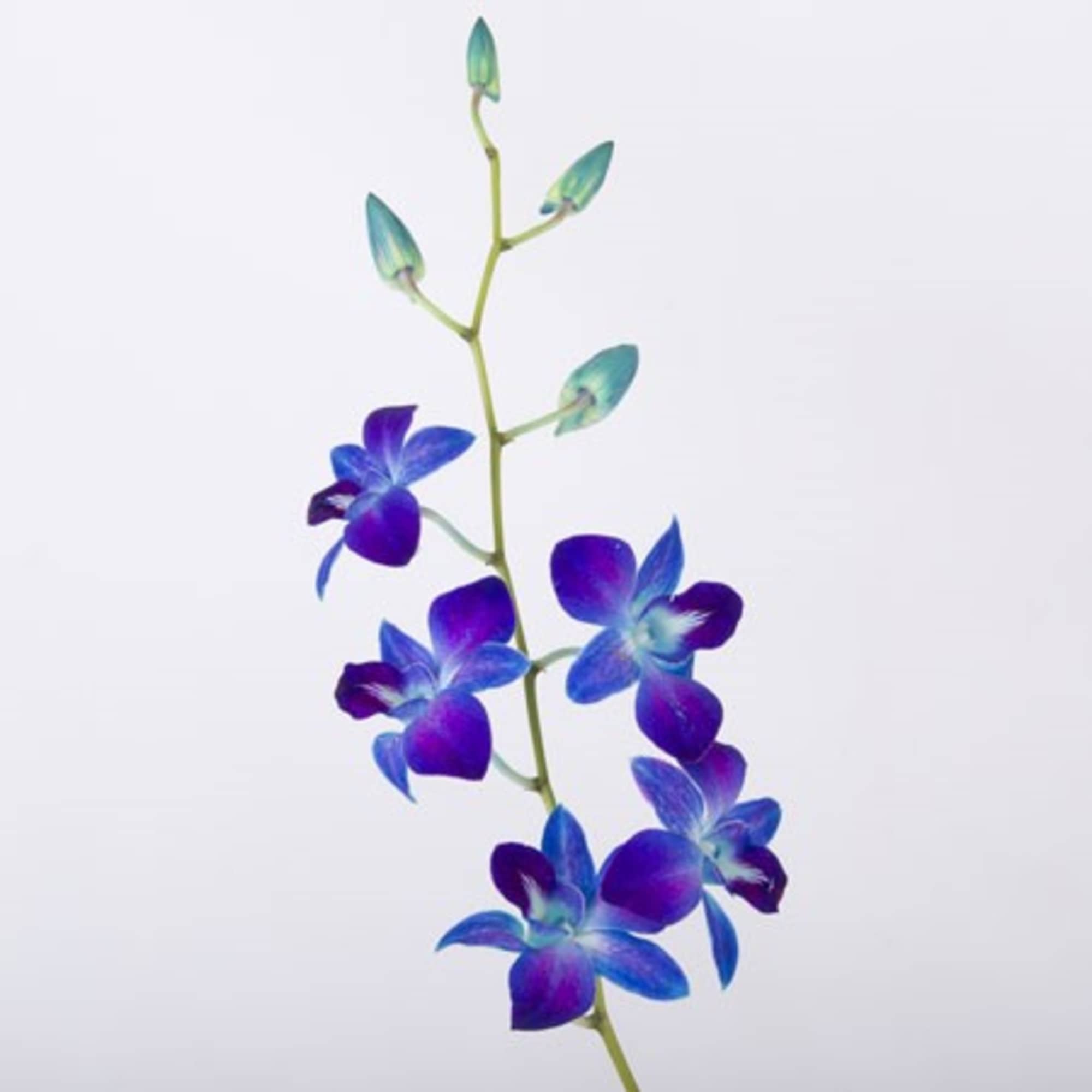 Single orchid stem with blue and purple blossoms on a white background