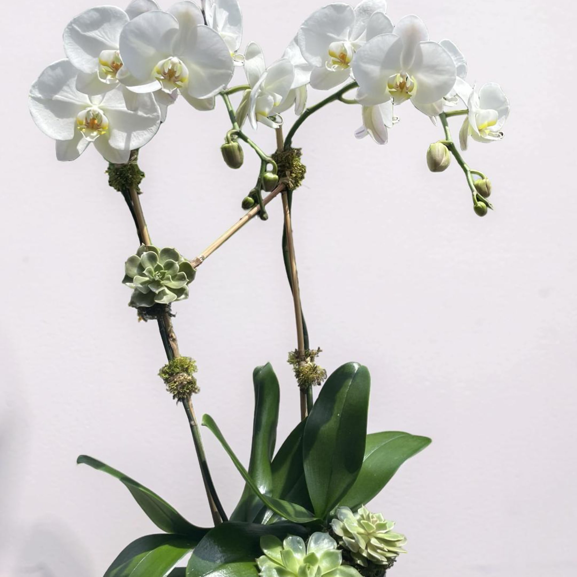 A graceful Two-stem white phalenopsis orchid presented in a modern decorative planter.