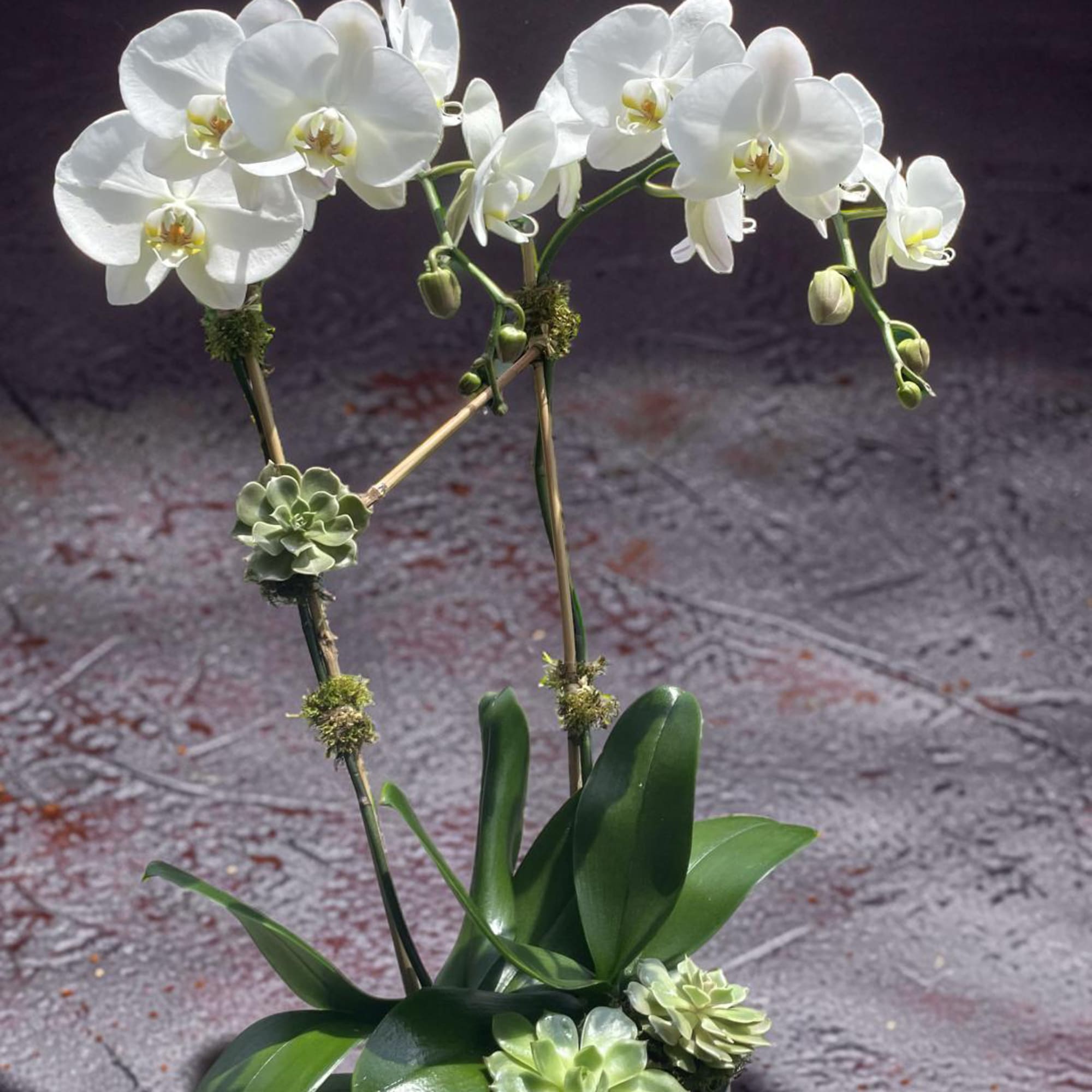 A graceful Two-stem white phalenopsis orchid presented in a modern decorative planter.