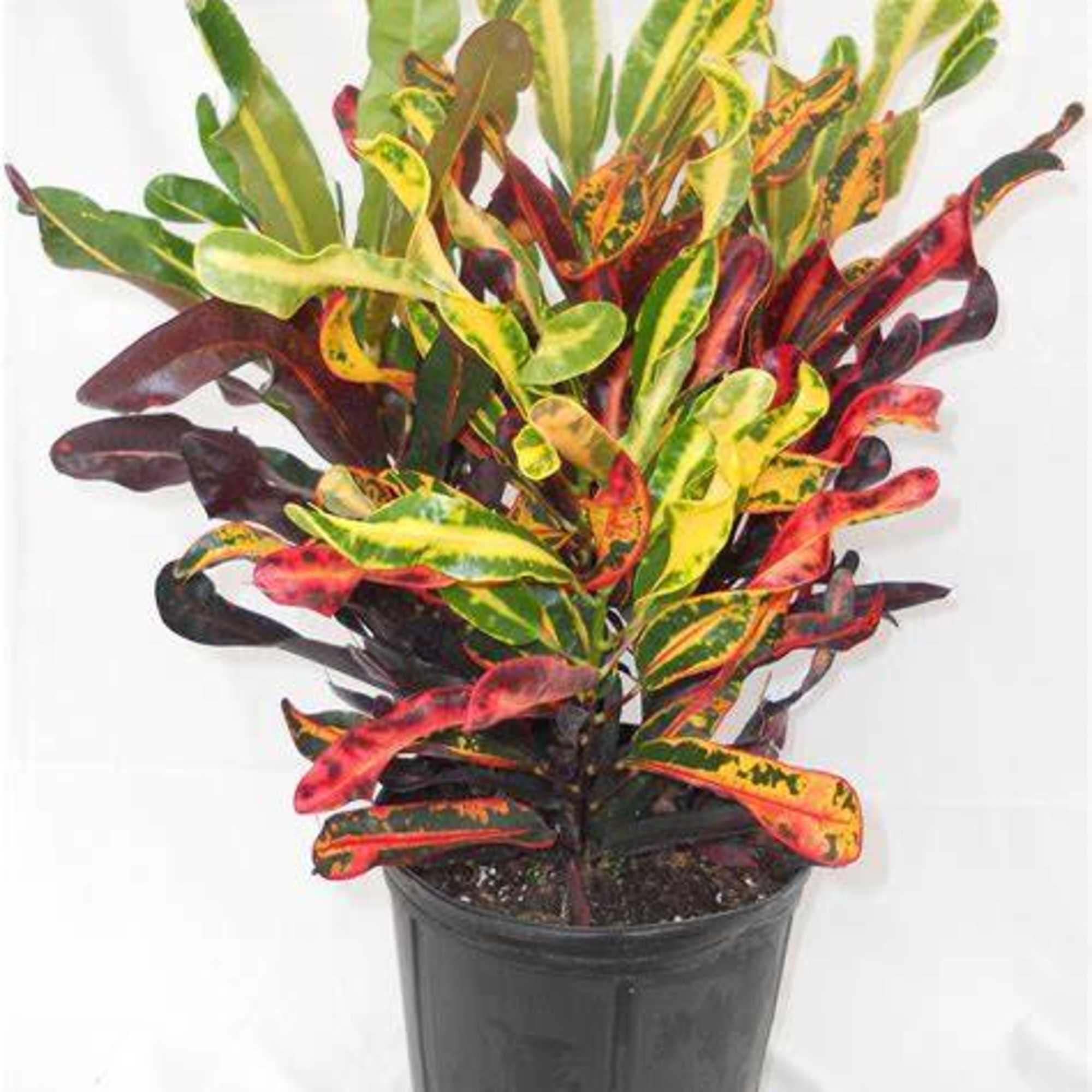 Just one glance at this breathtaking croton plant and you&rsquo;ll be daydreaming