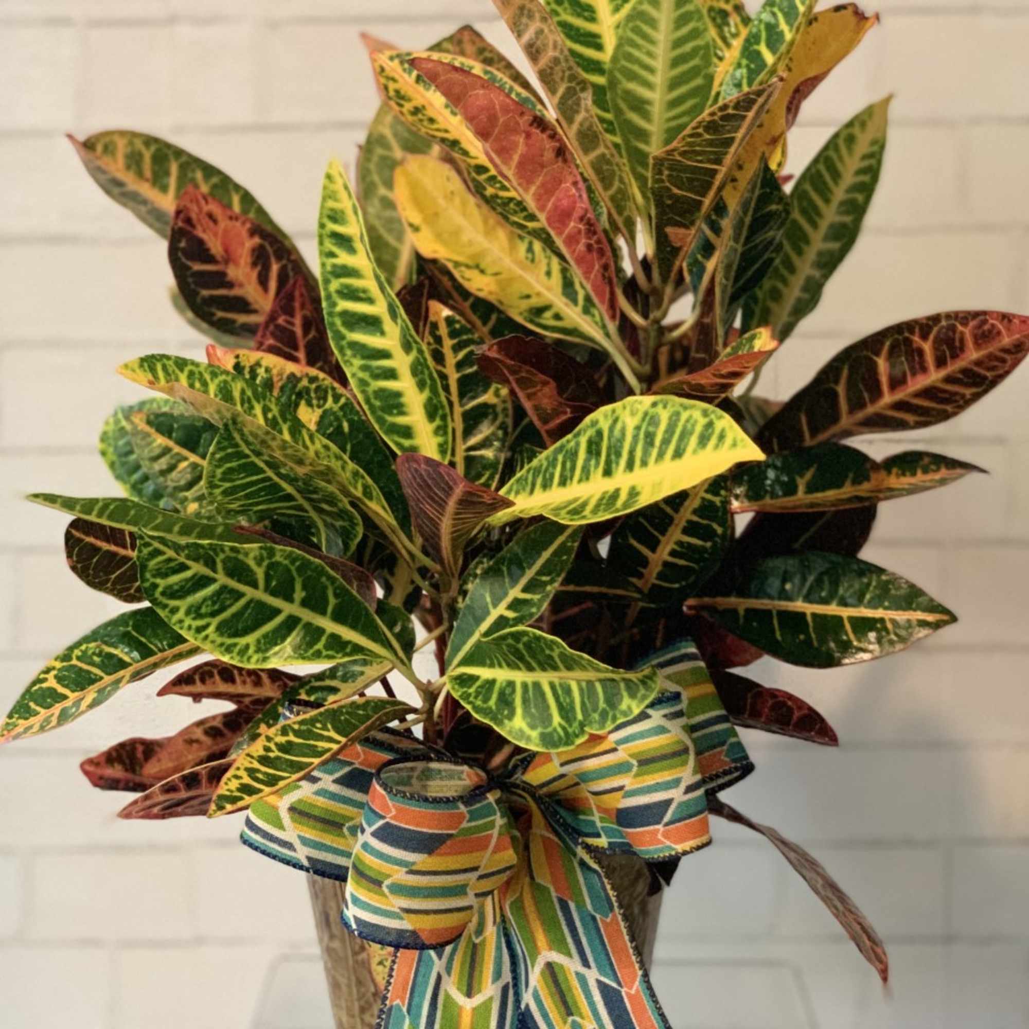 Just one glance at this breathtaking croton plant and you&rsquo;ll be daydreaming