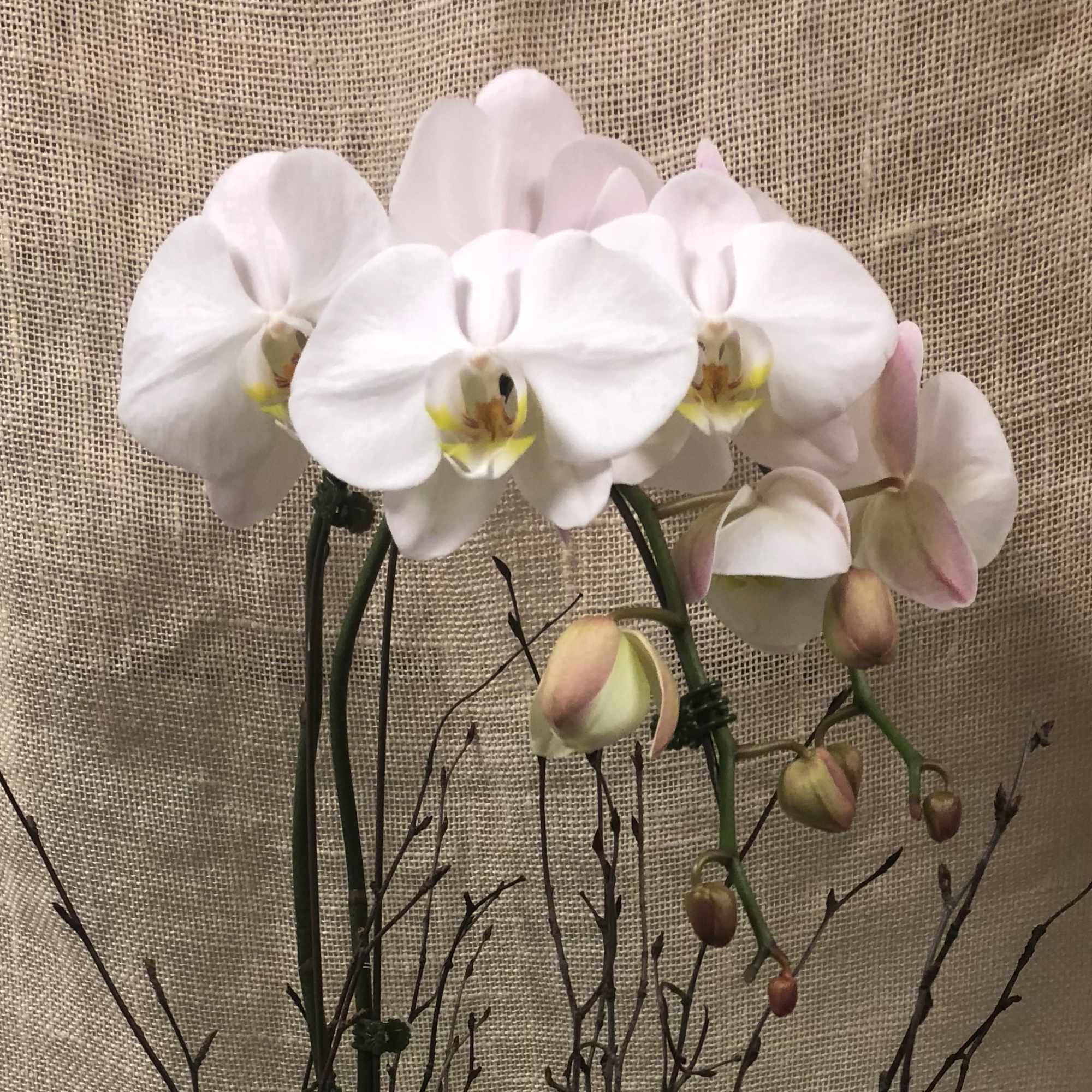 This Modern design of a single orchid with two spikes of blooms