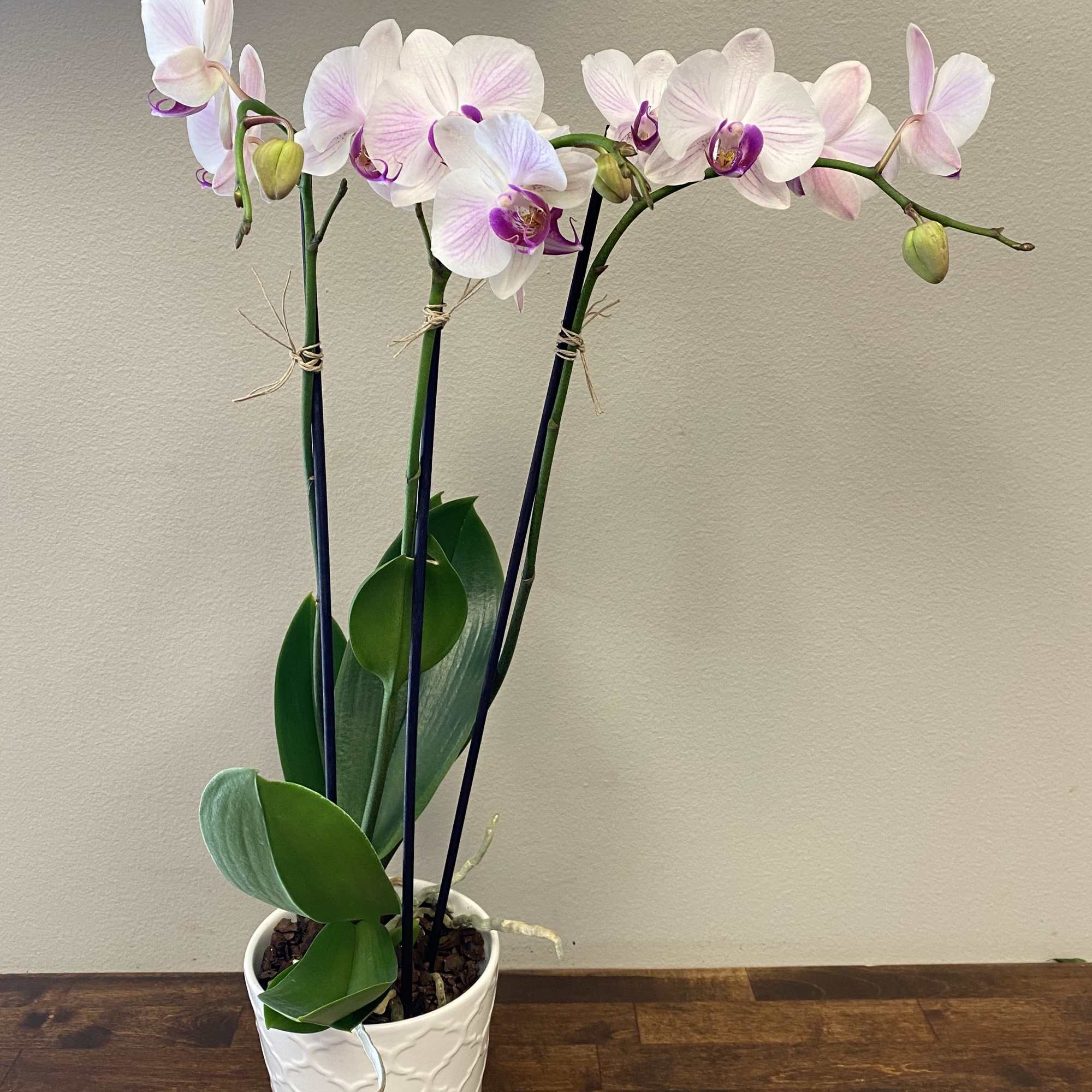 This Modern design of a single orchid with two spikes of blooms
