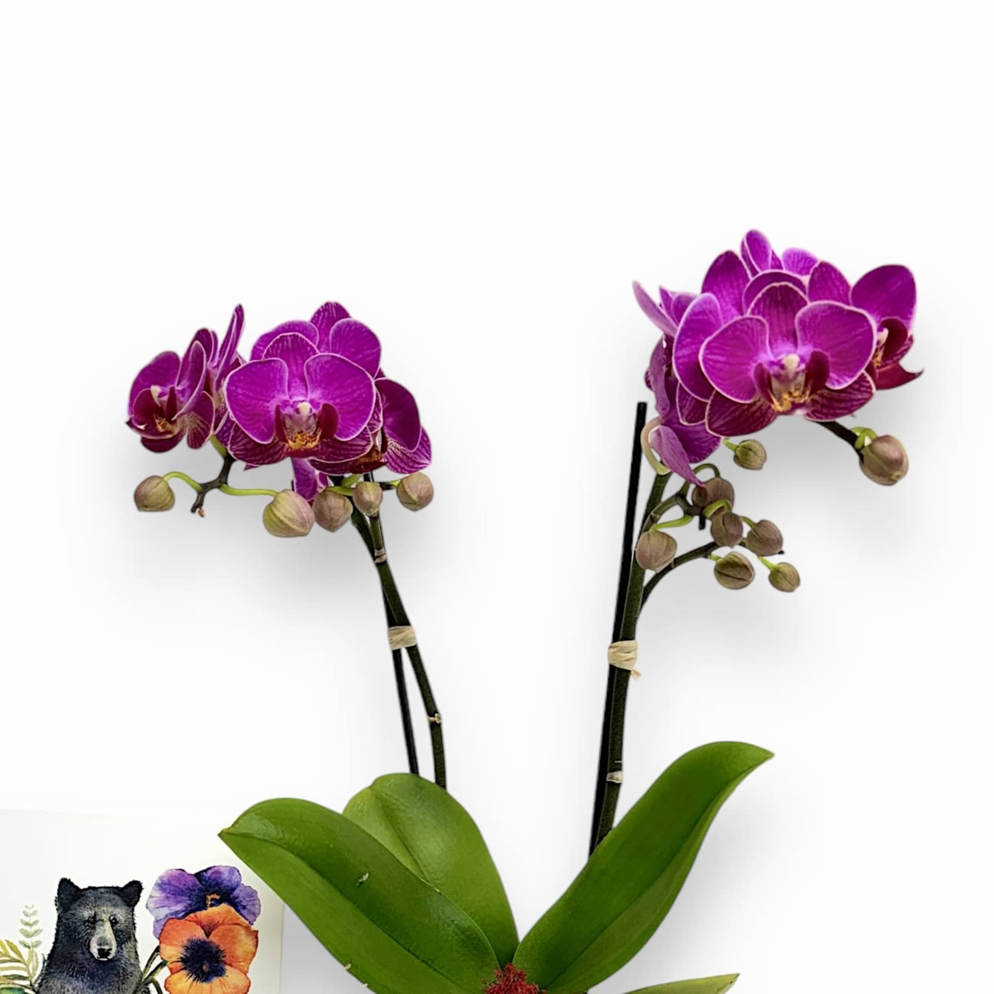 Send the gift set that exudes Golden State energy. This gift set