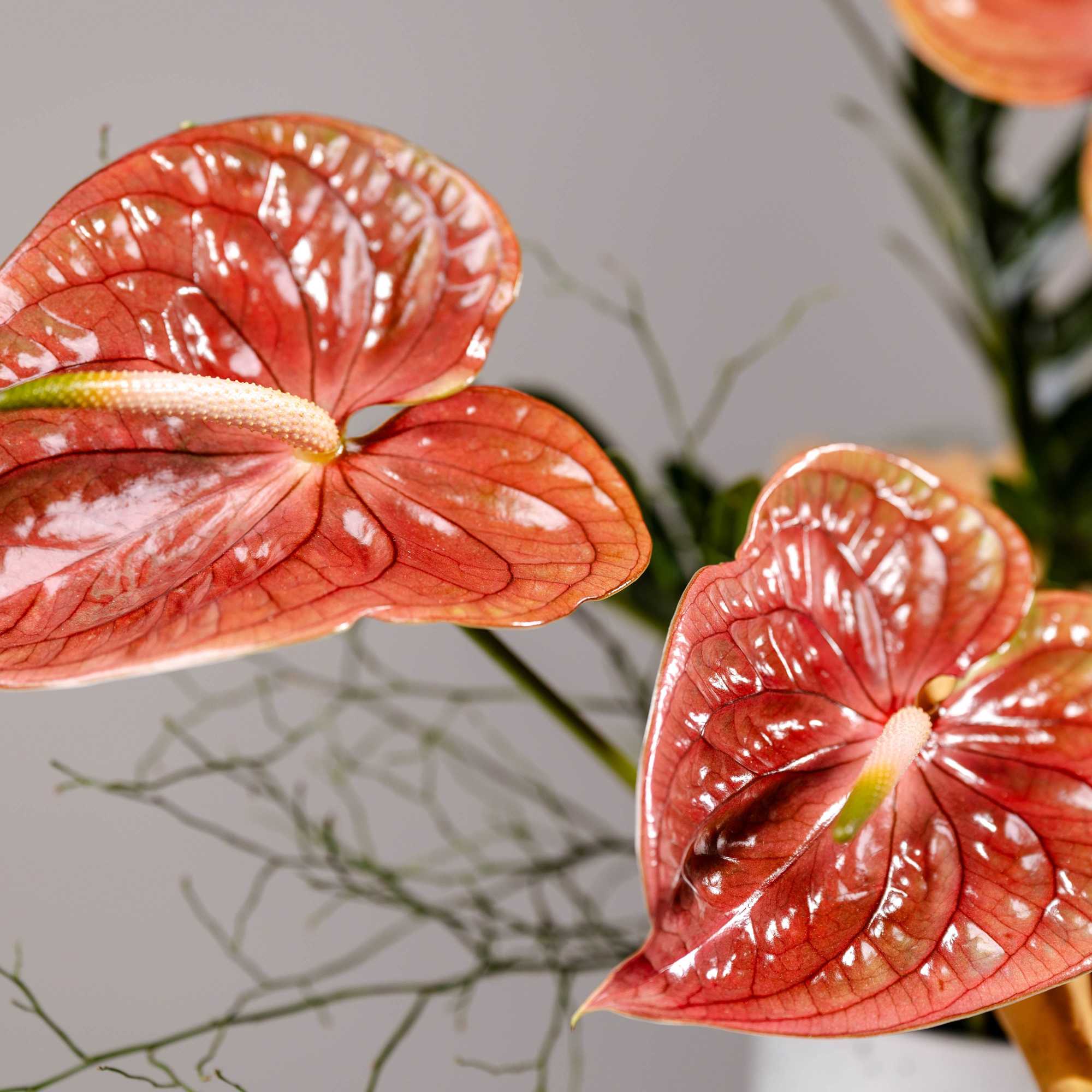 Pink anthurium flowers with orange roses in a bouquet