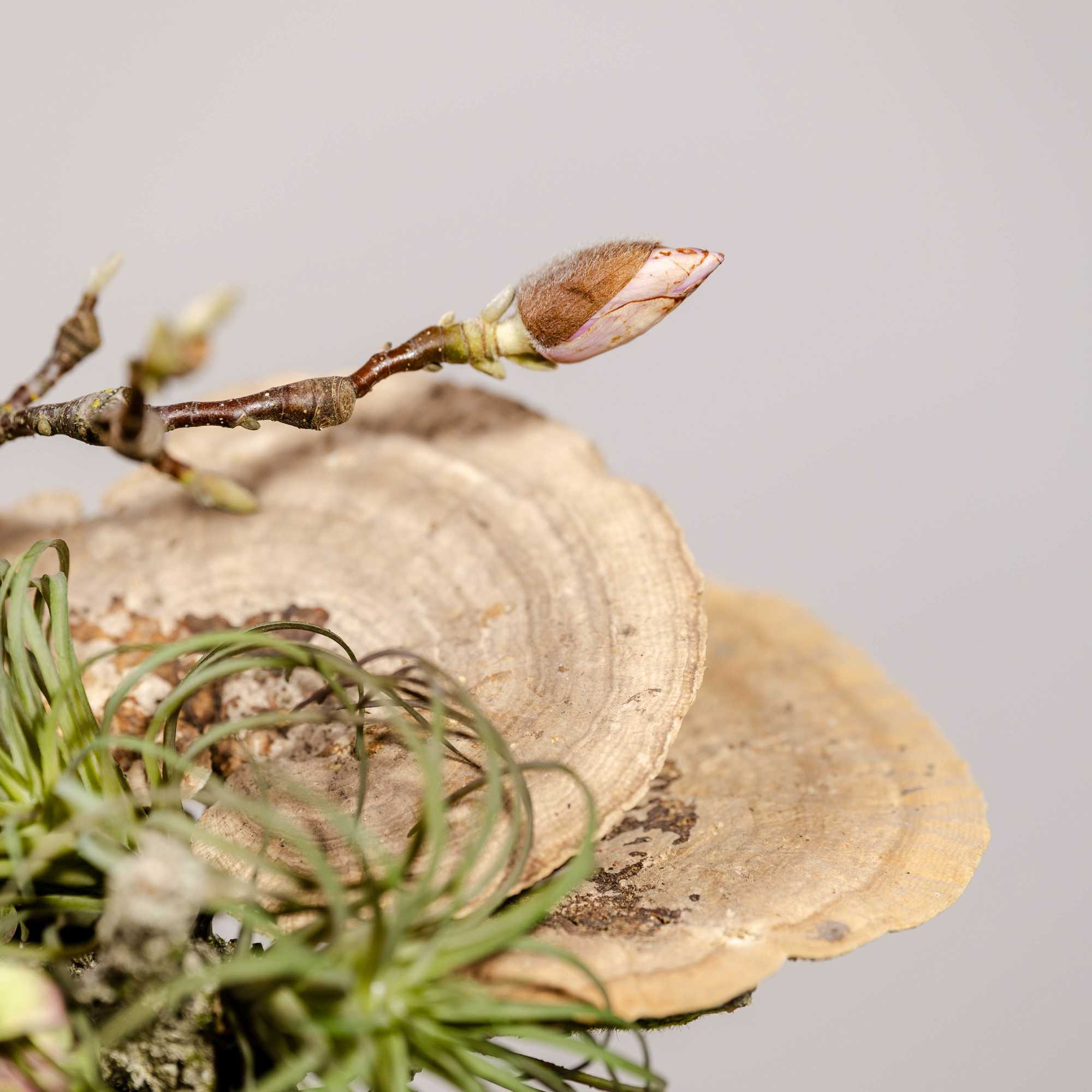 Close-up of a branch with a pink flower bud and air plants on a wood slice