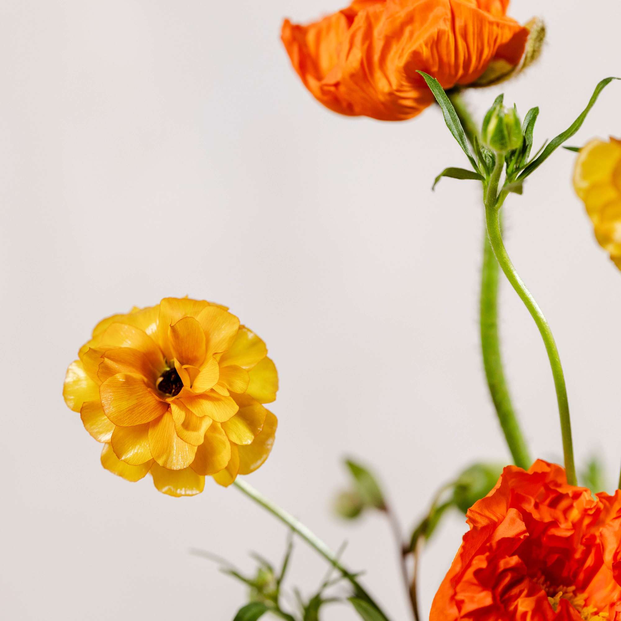 Orange and yellow ranunculus flowers on long stems