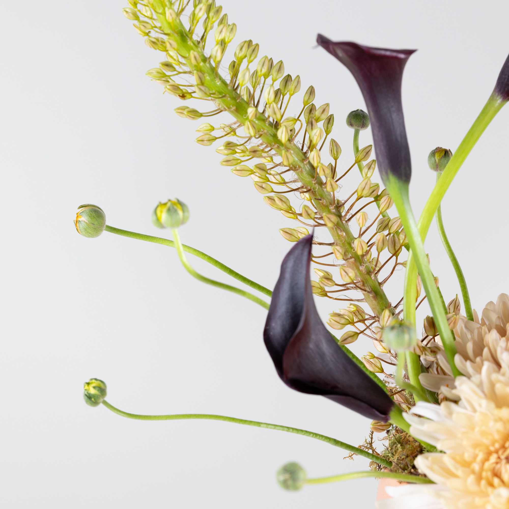 Arrangement with dark calla lilies and pale chrysanthemums