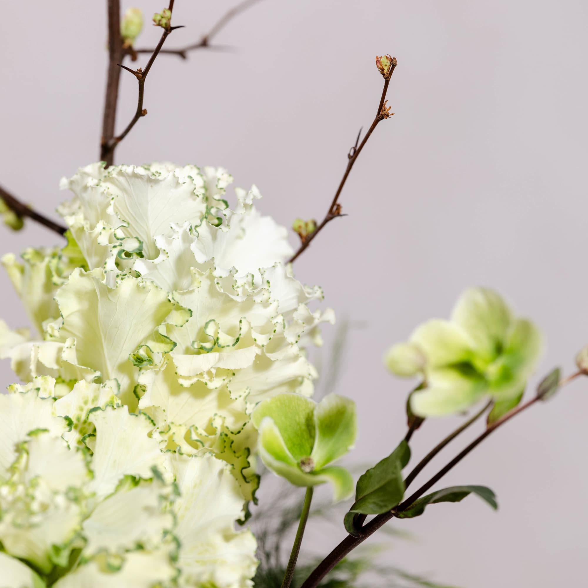 White ruffled flowers with green-edged petals and branching buds