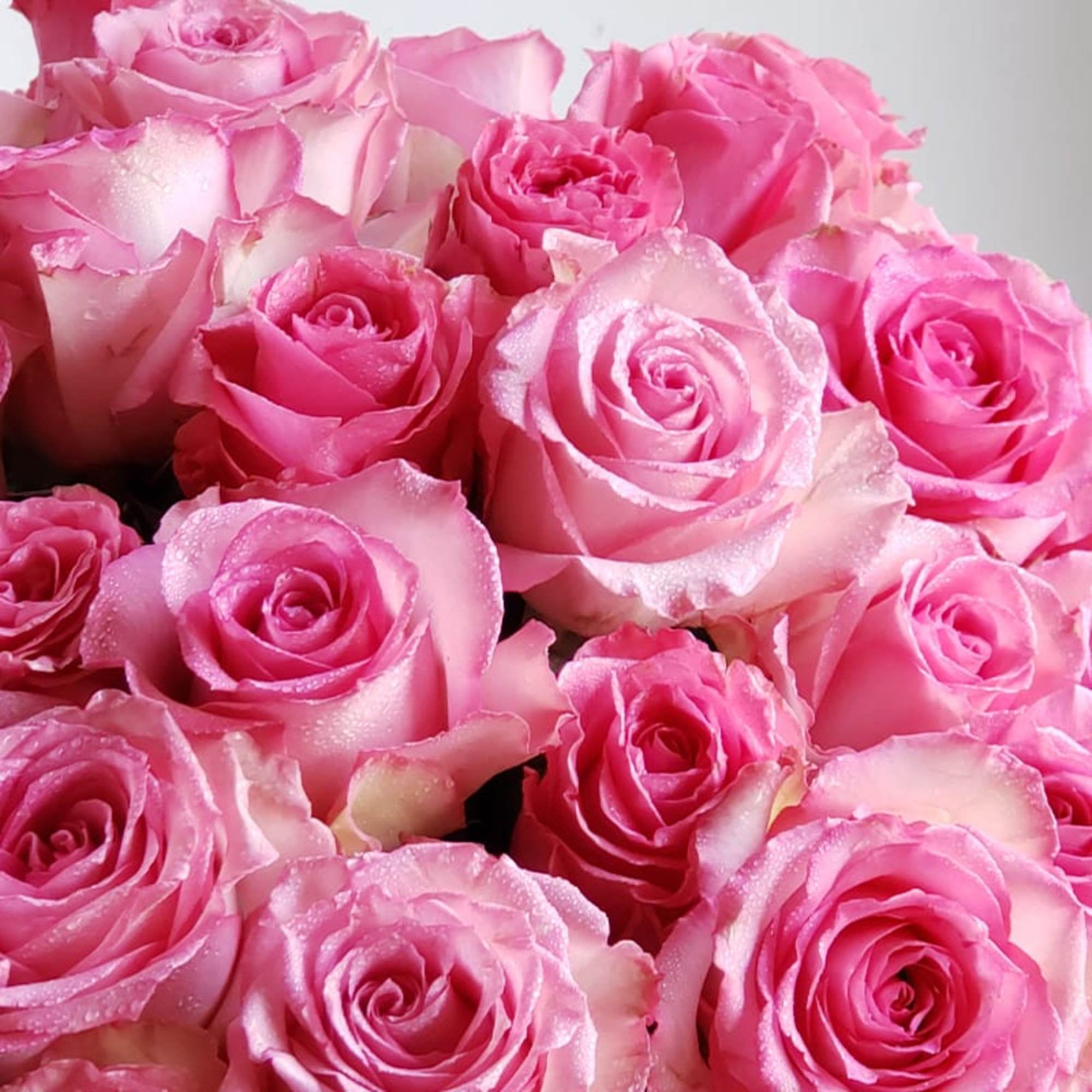 Close-up bouquet of pink roses