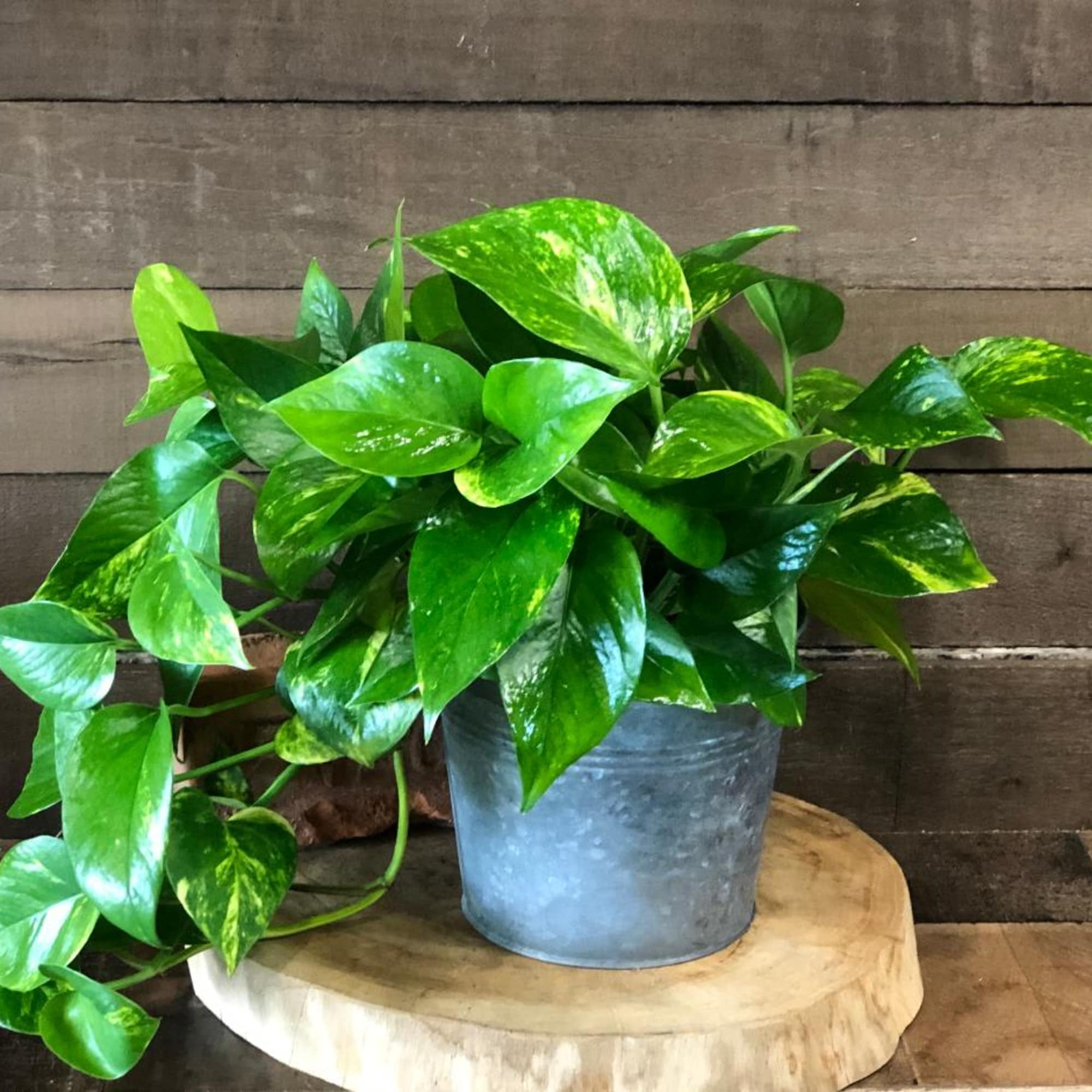 Potted pothos plant with trailing variegated green leaves in a metal container