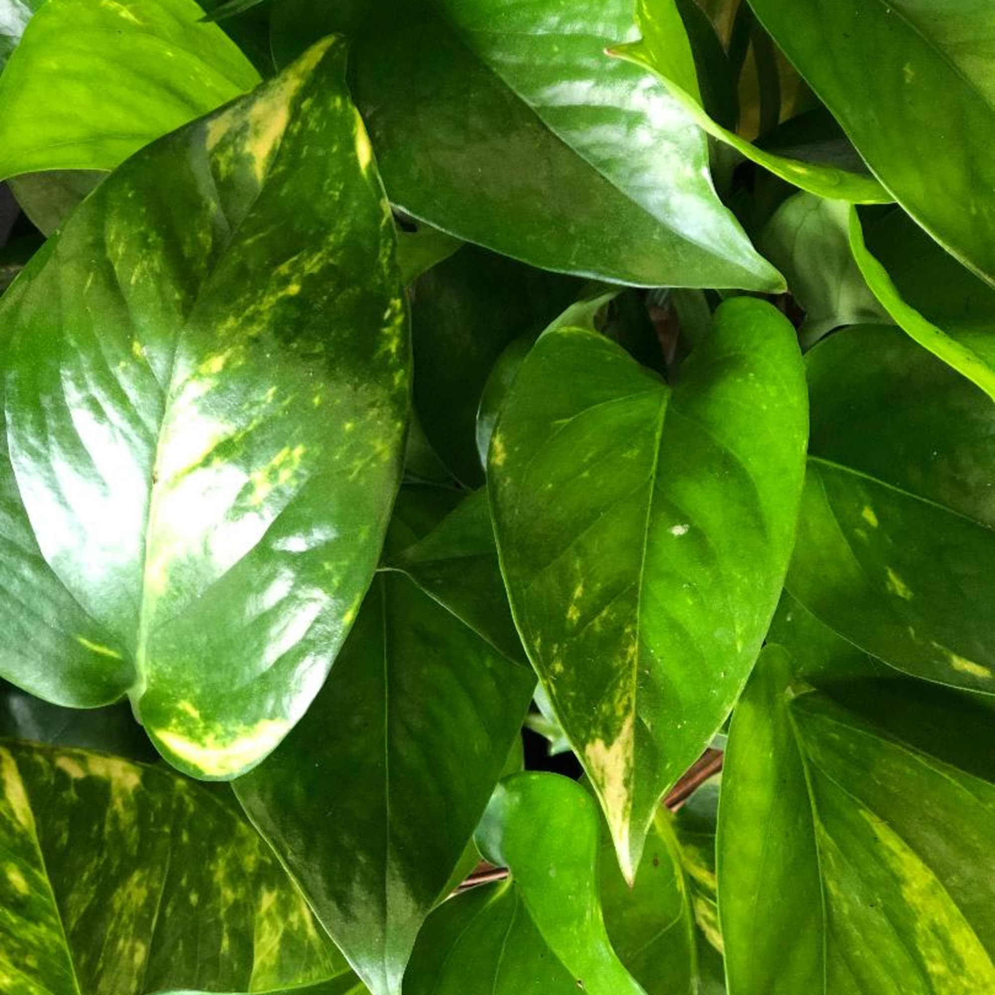 Close-up of glossy green pothos leaves