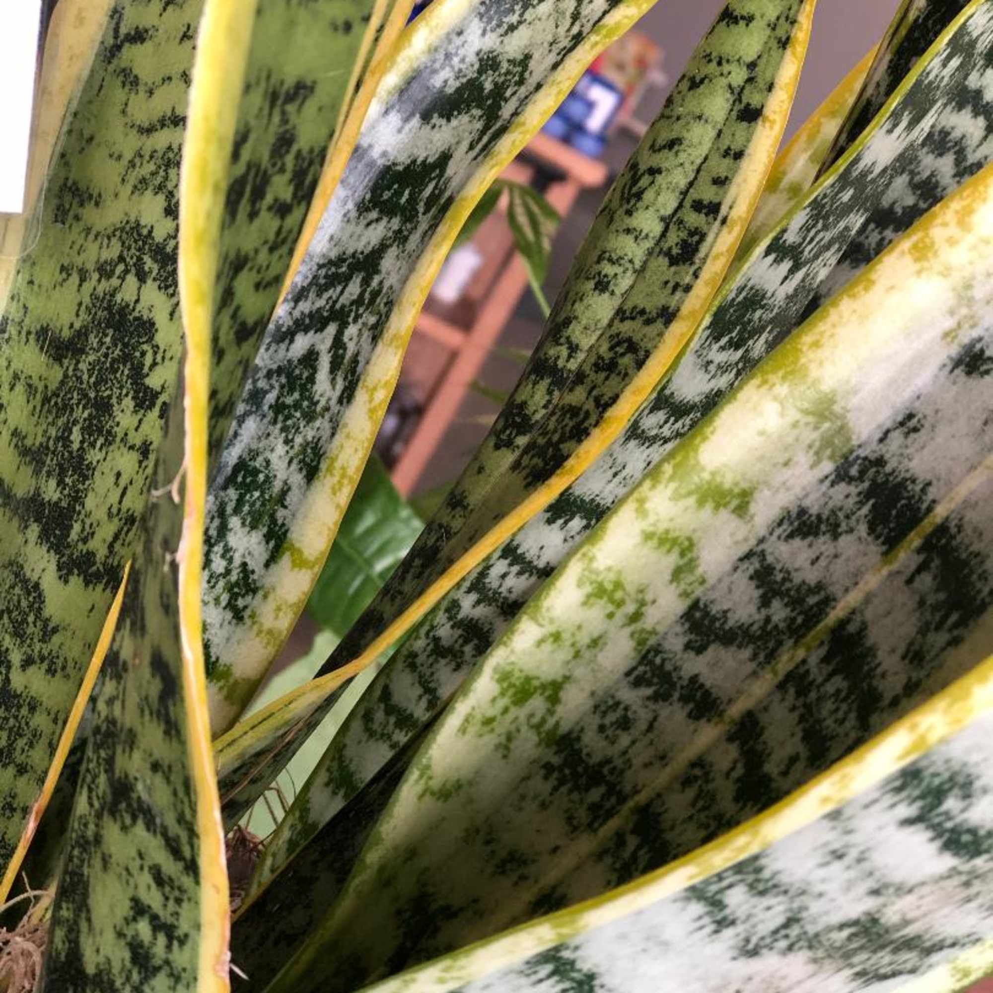 Close-up of variegated snake plant leaves with yellow edges