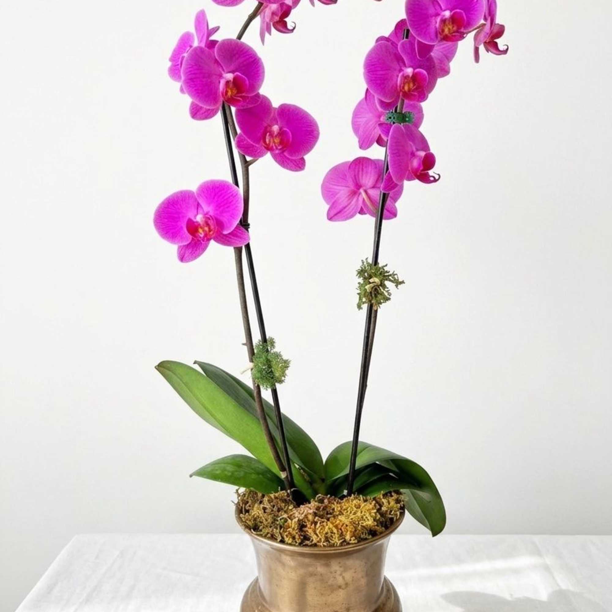 2 purple orchids with lush green leaves are planted in a classic
