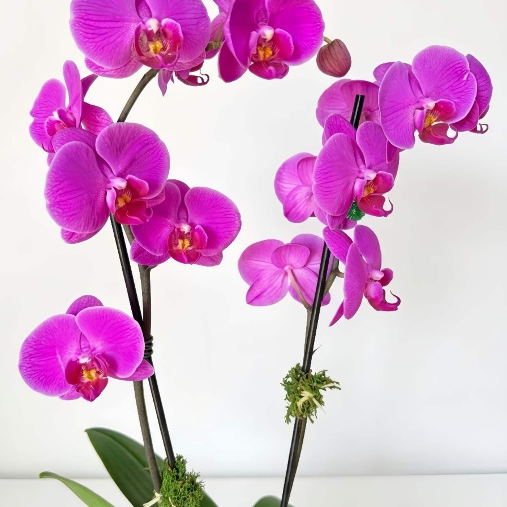 2 purple orchids with lush green leaves are planted in a classic