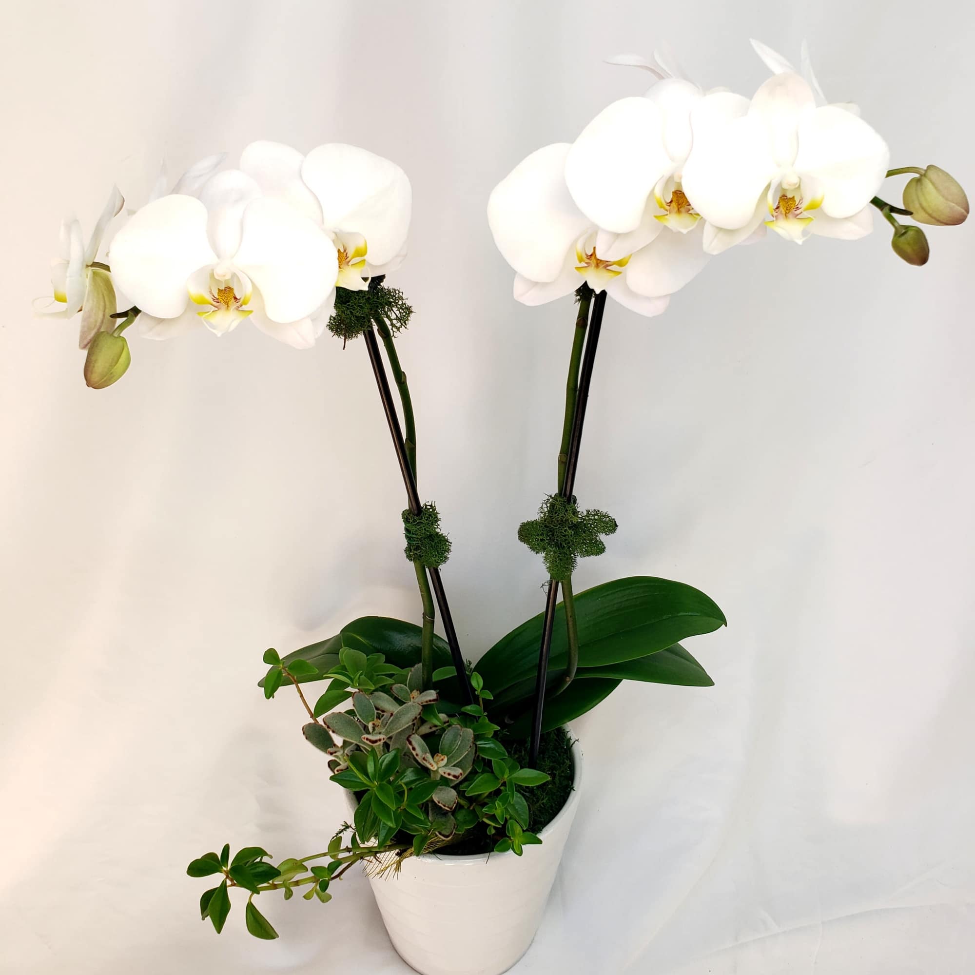White orchid plant in a white pot with mixed succulents