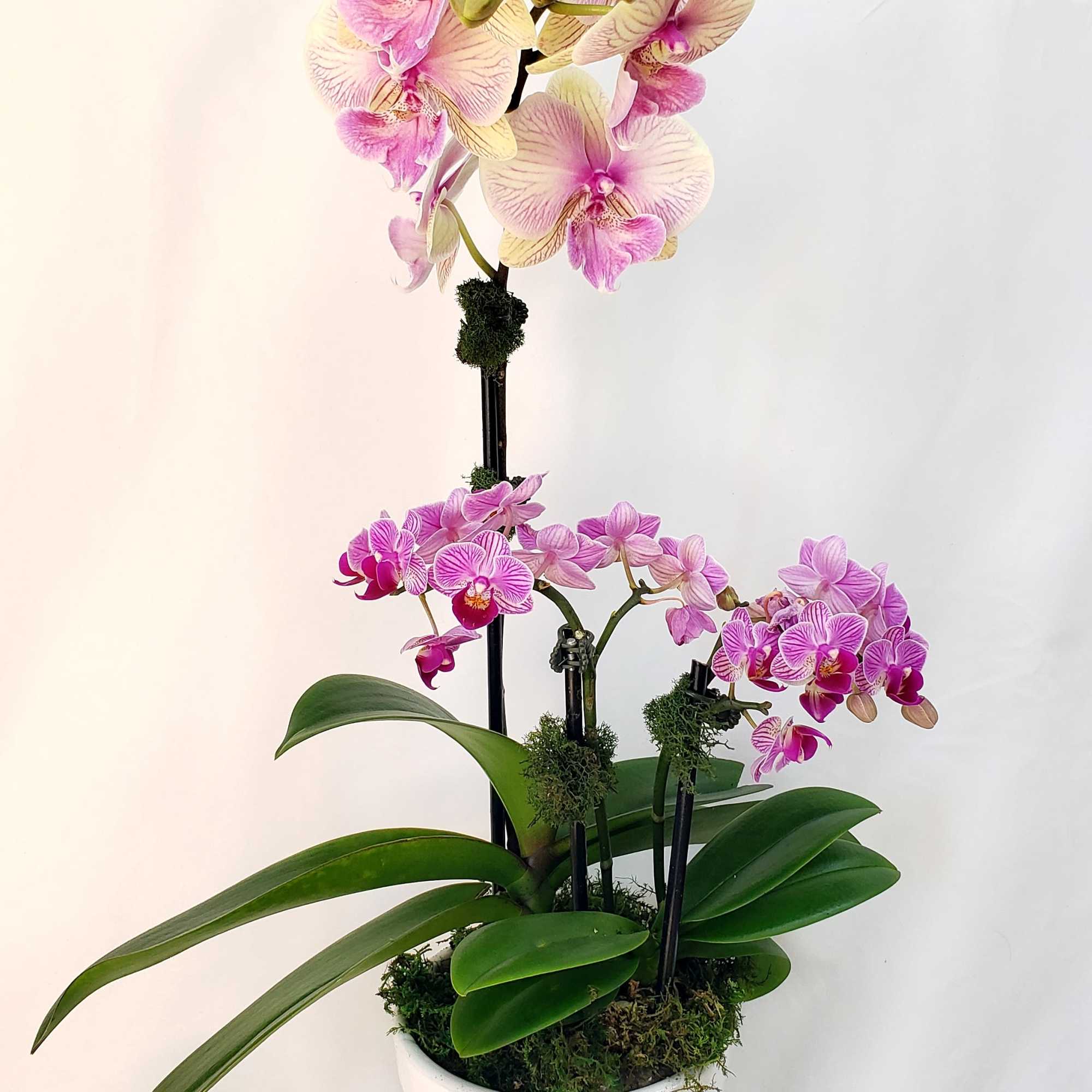 Potted orchid arrangement with pink and cream blooms in a white planter