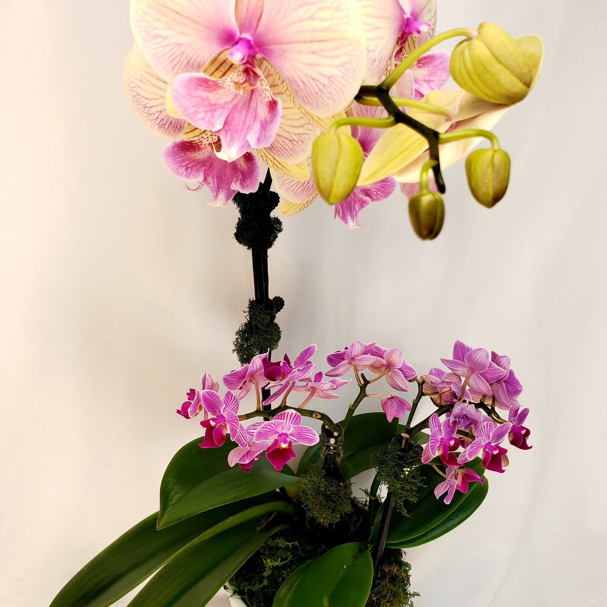 Potted orchids with pink and yellow blooms in a white container