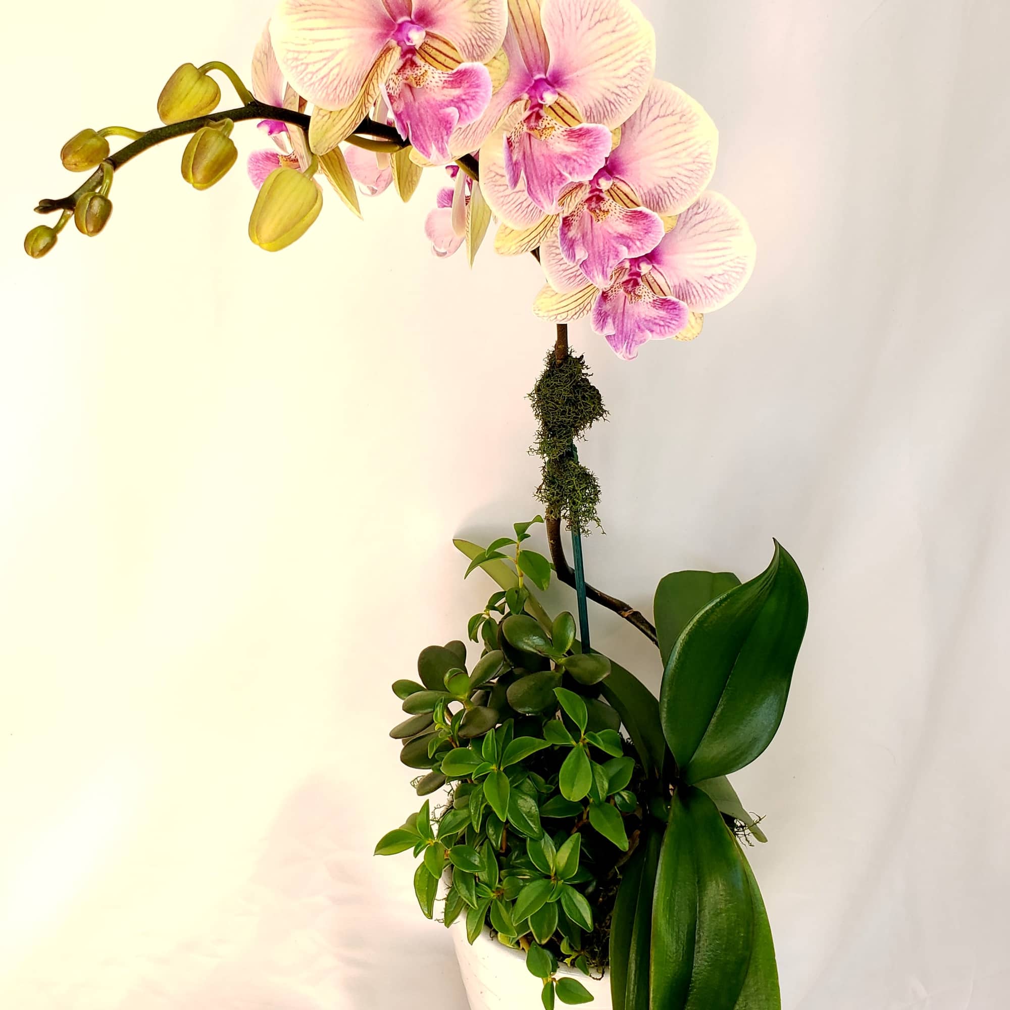 Potted orchid arrangement with pink blooms and green foliage
