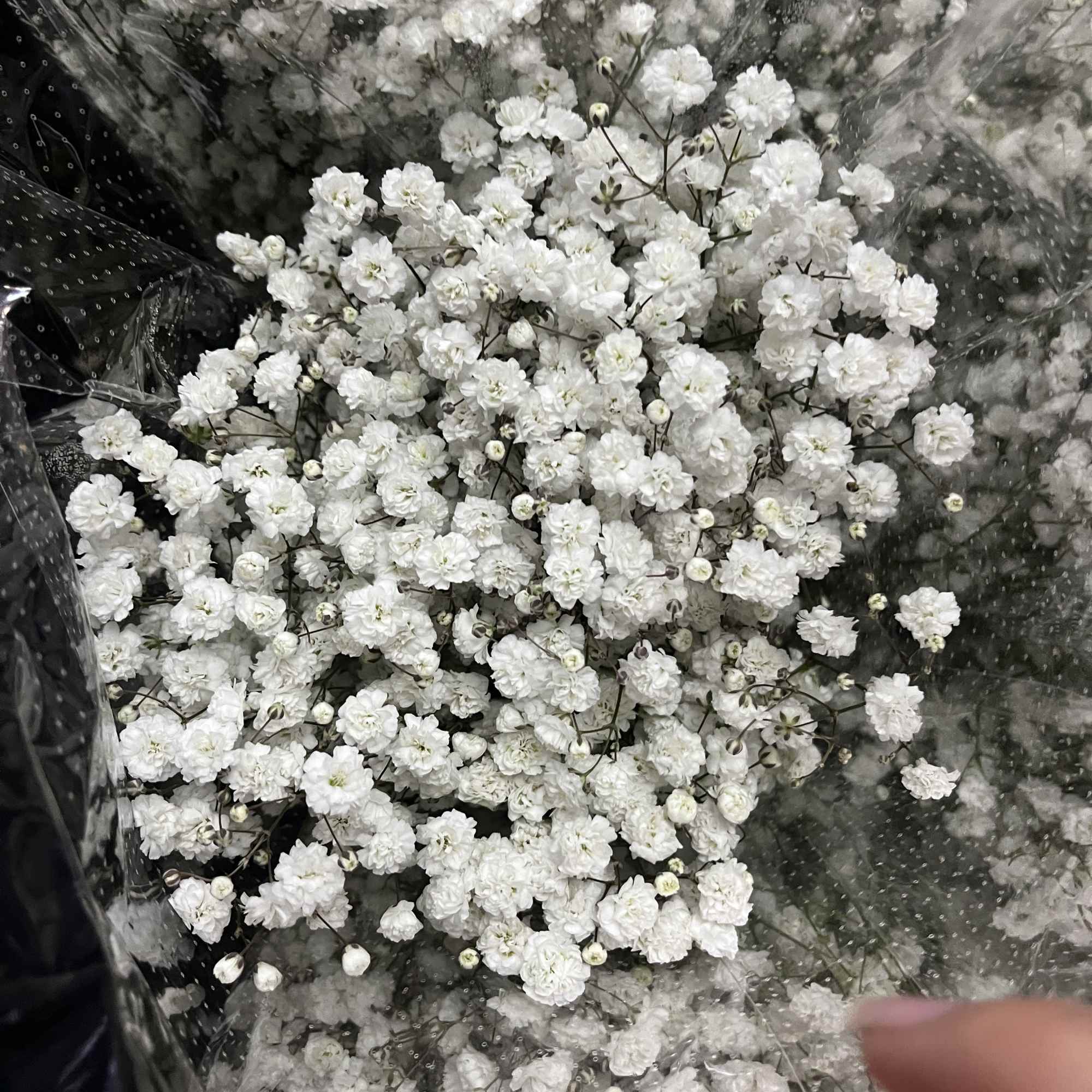 Averages 7 stem Gypsophillia