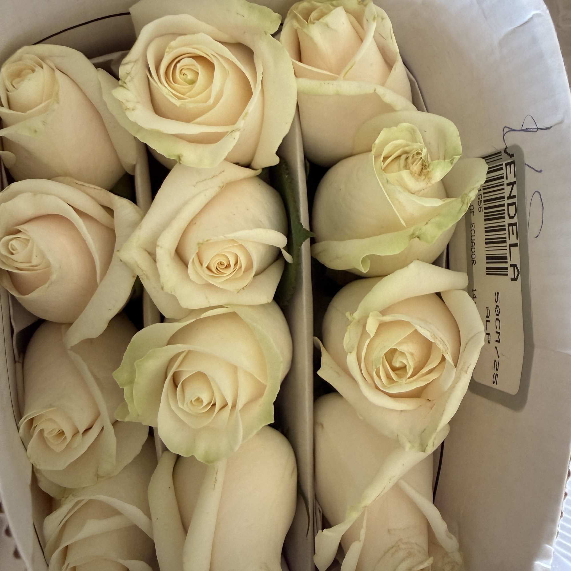 Box of cream-colored roses arranged tightly together