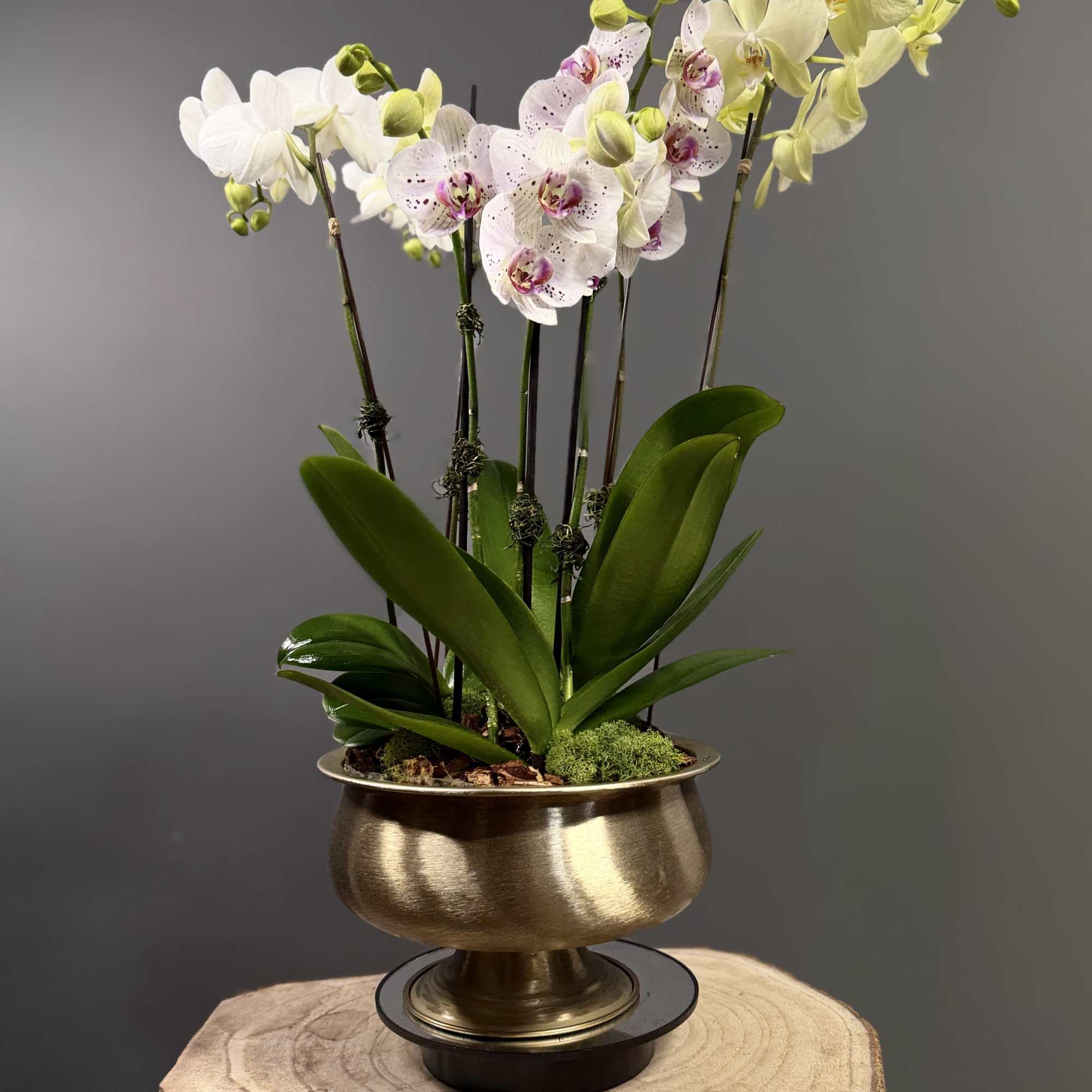 Bring timeless elegance into any space with our Golden Orchid Garden. This