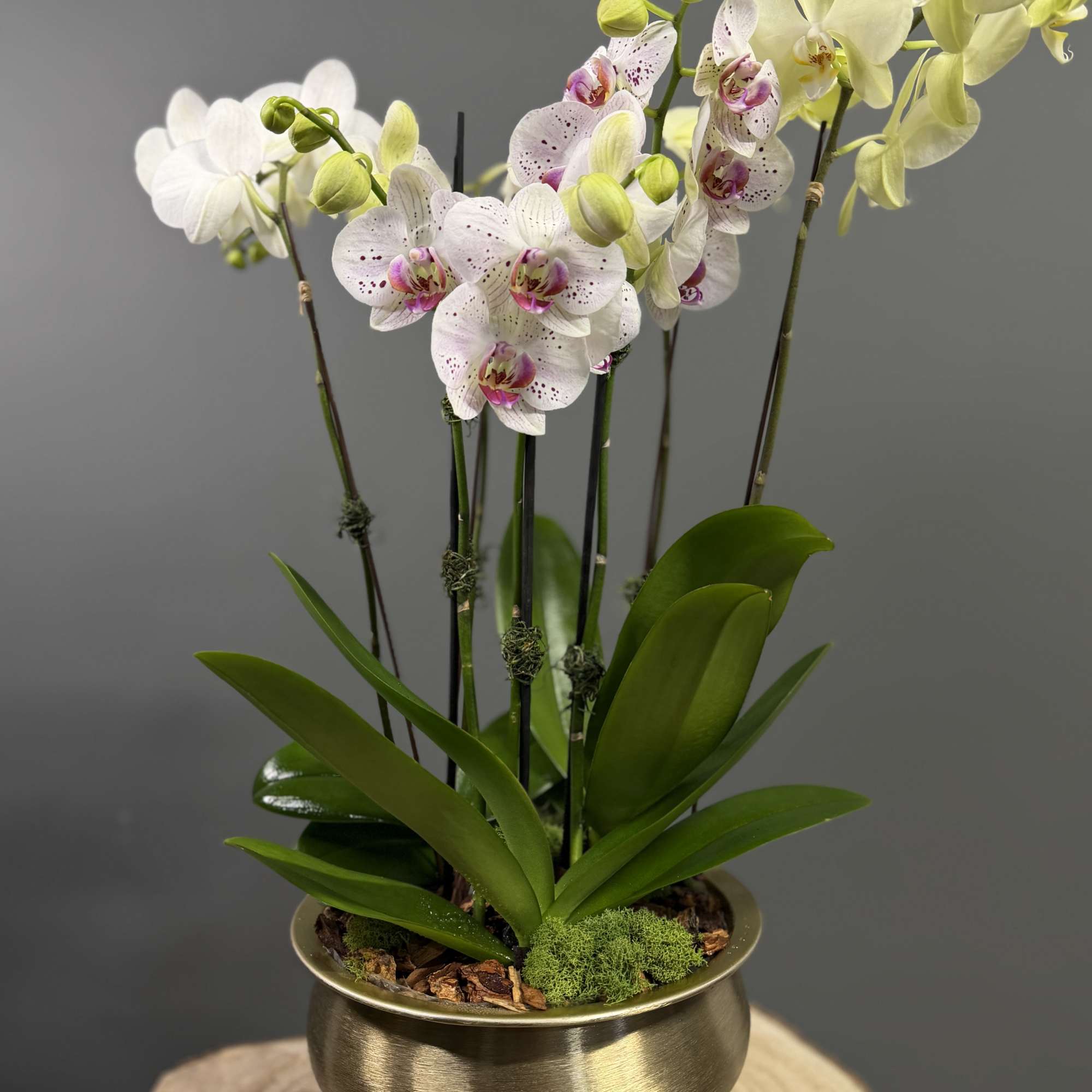 Bring timeless elegance into any space with our Golden Orchid Garden. This