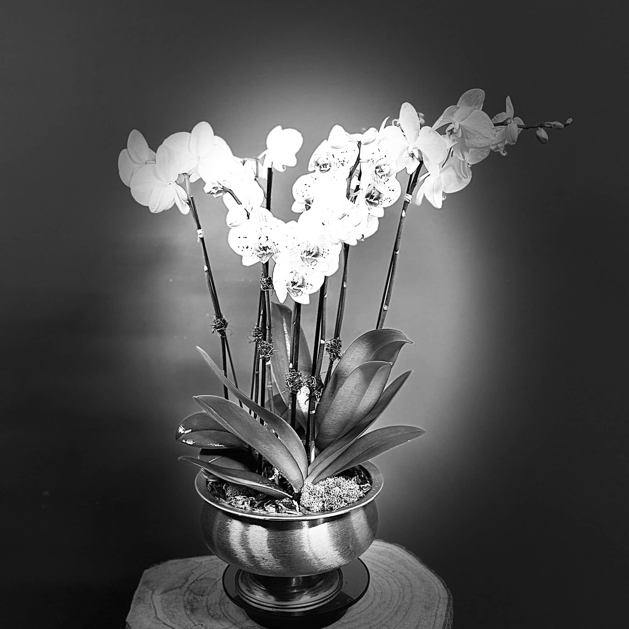 Bring timeless elegance into any space with our Golden Orchid Garden. This