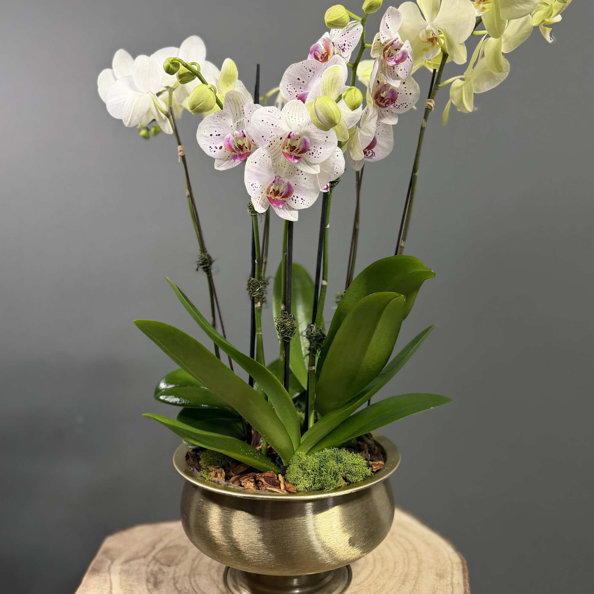 Bring timeless elegance into any space with our Golden Orchid Garden. This