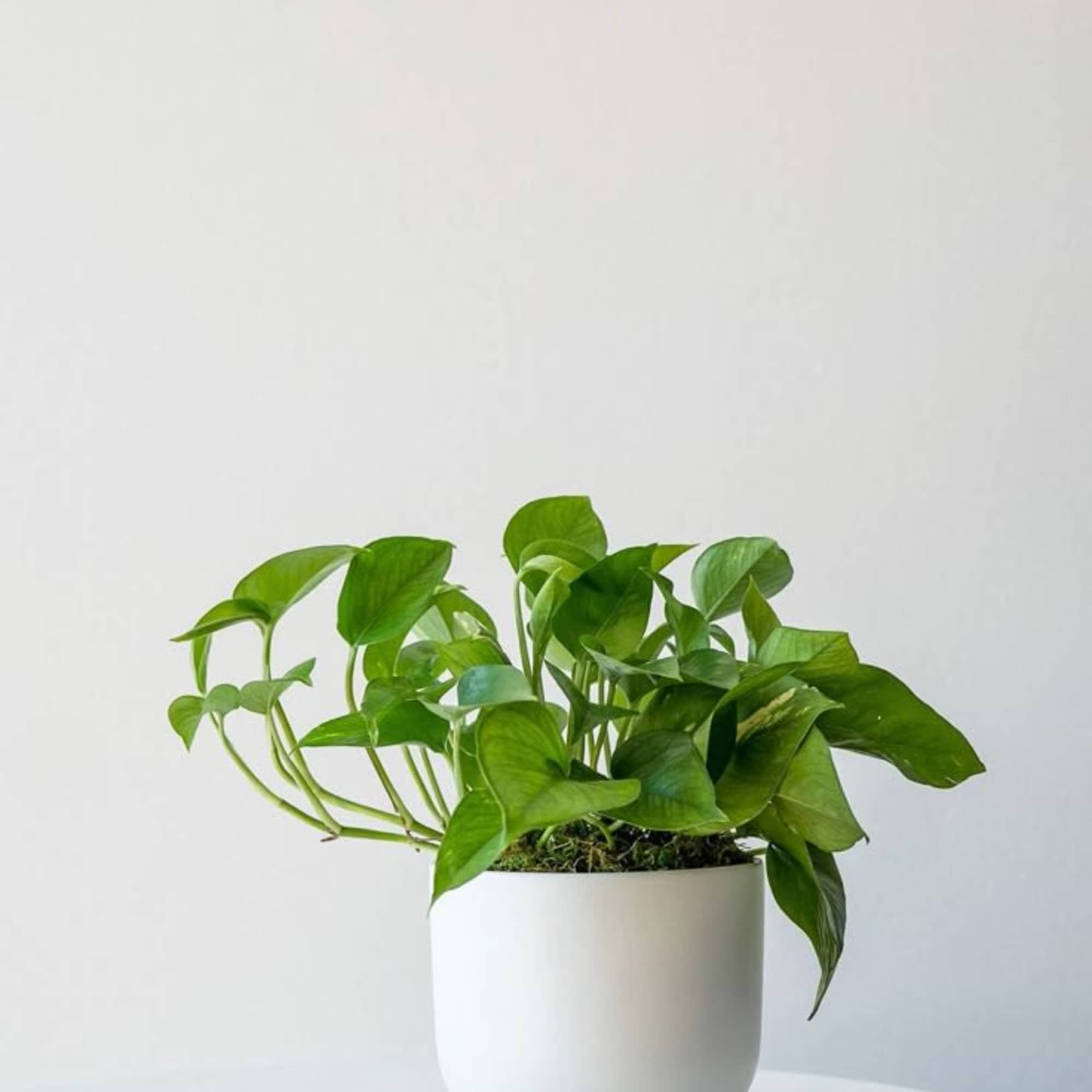 Potted green houseplant in a white ceramic pot