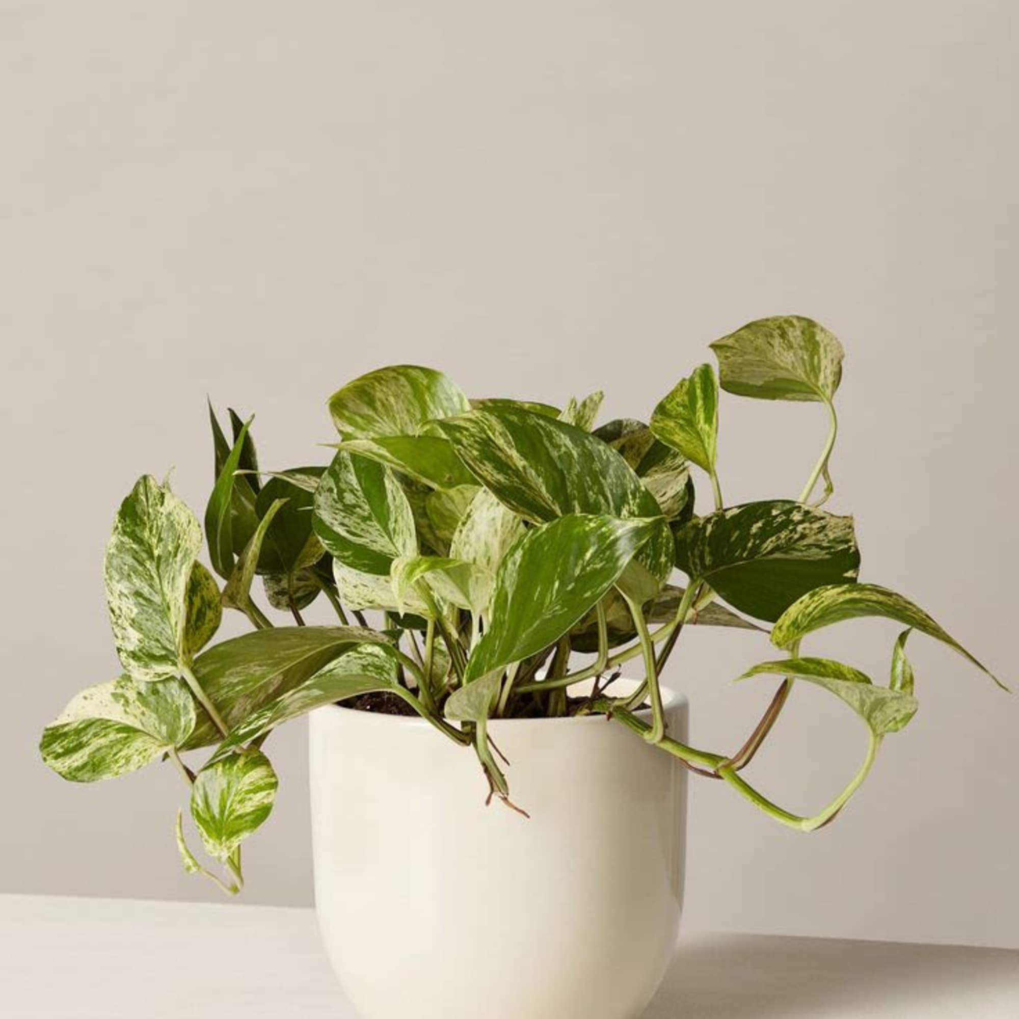 Variegated pothos plant in a white pot