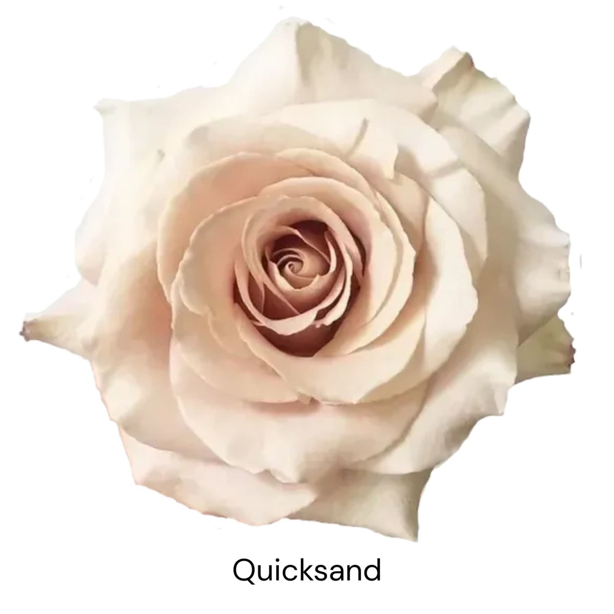 Single pale blush rose on a white background