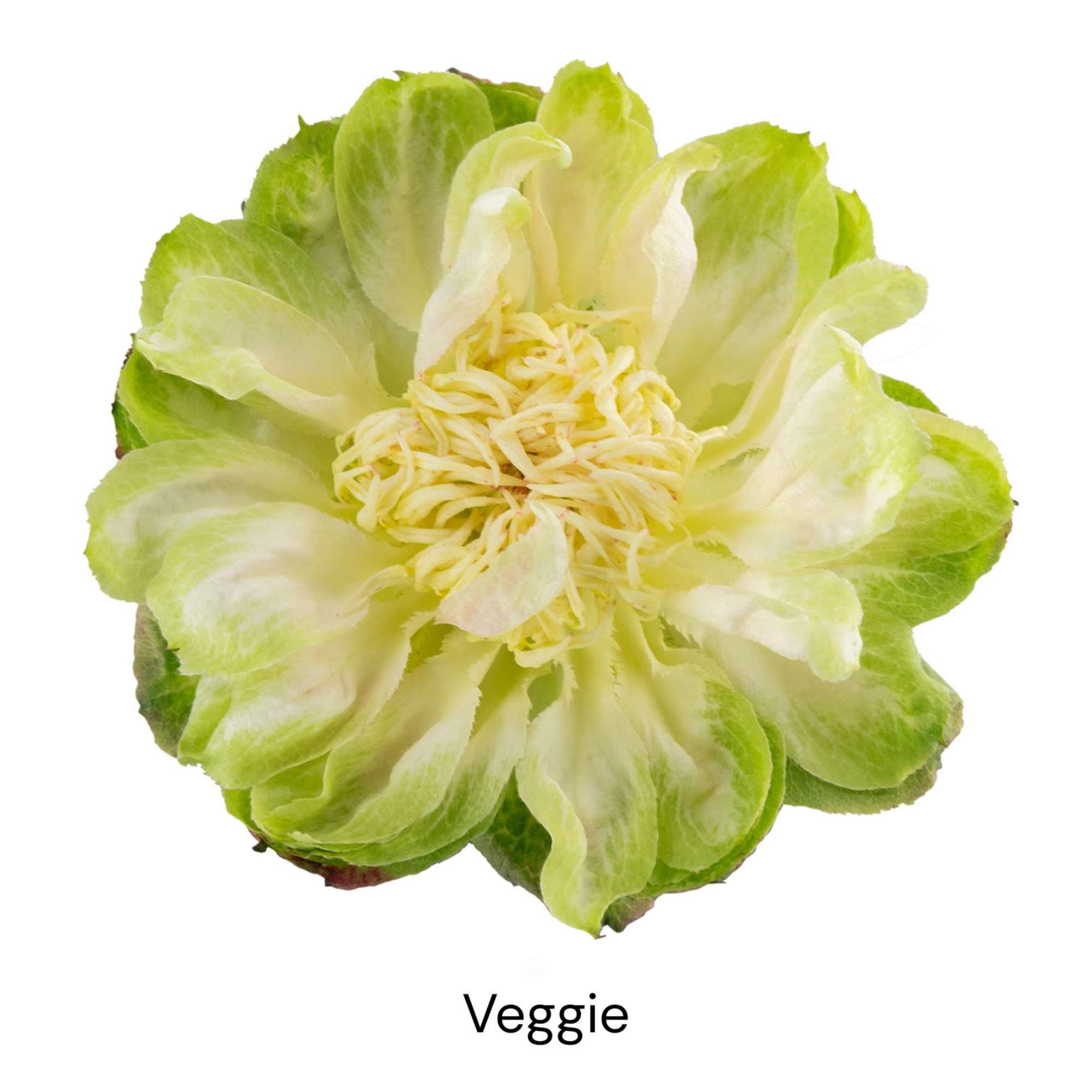 Single green and white flower bloom on a white background