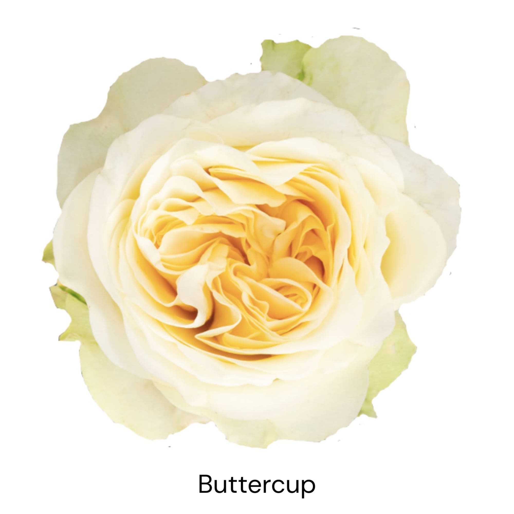 Cream and pale yellow rose bloom on a white background