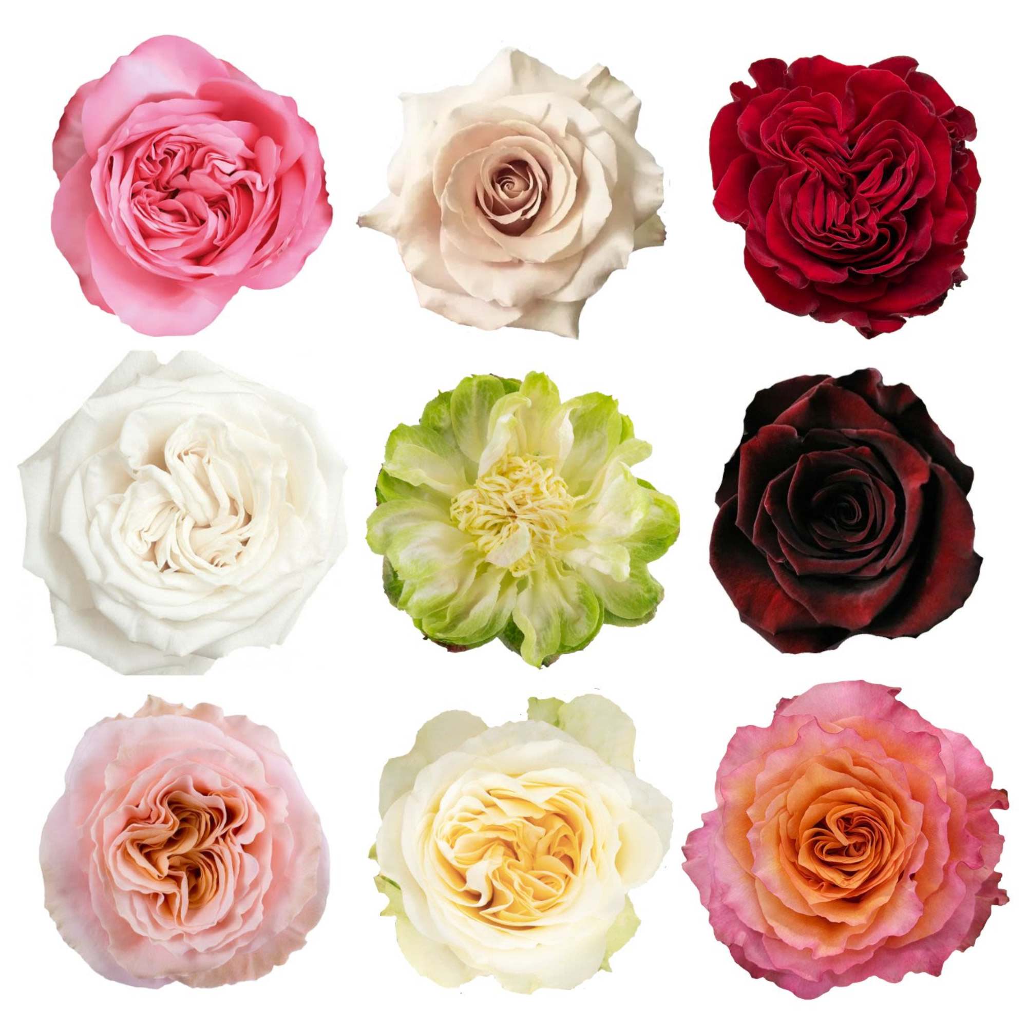 Nine rose blooms in assorted colors on a white background